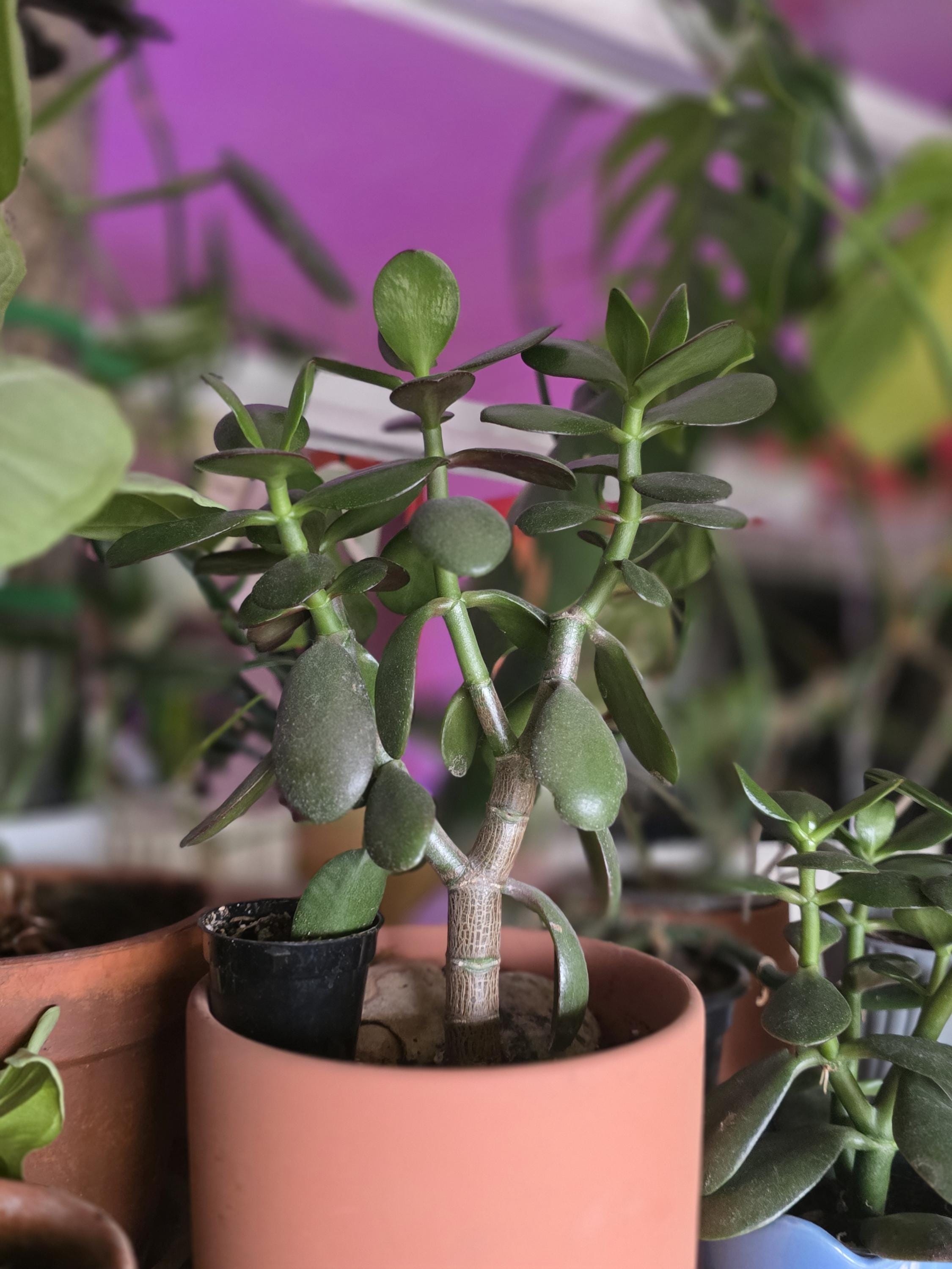 Large size jade plant