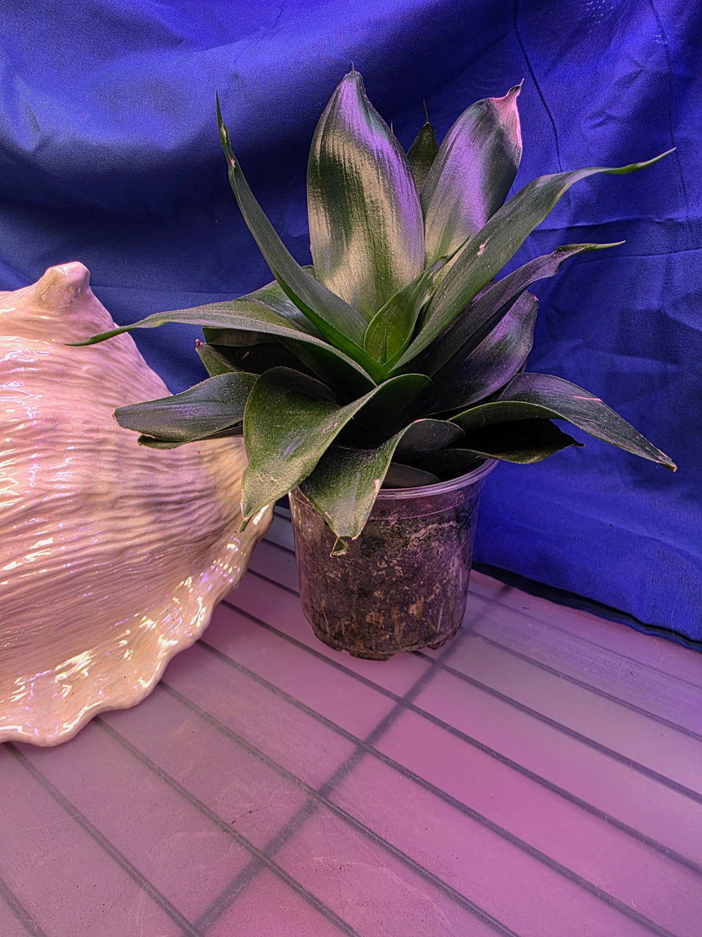 Sansevieria Hahnii Green Jade