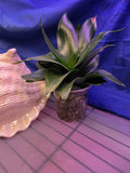 Sansevieria Hahnii Green Jade