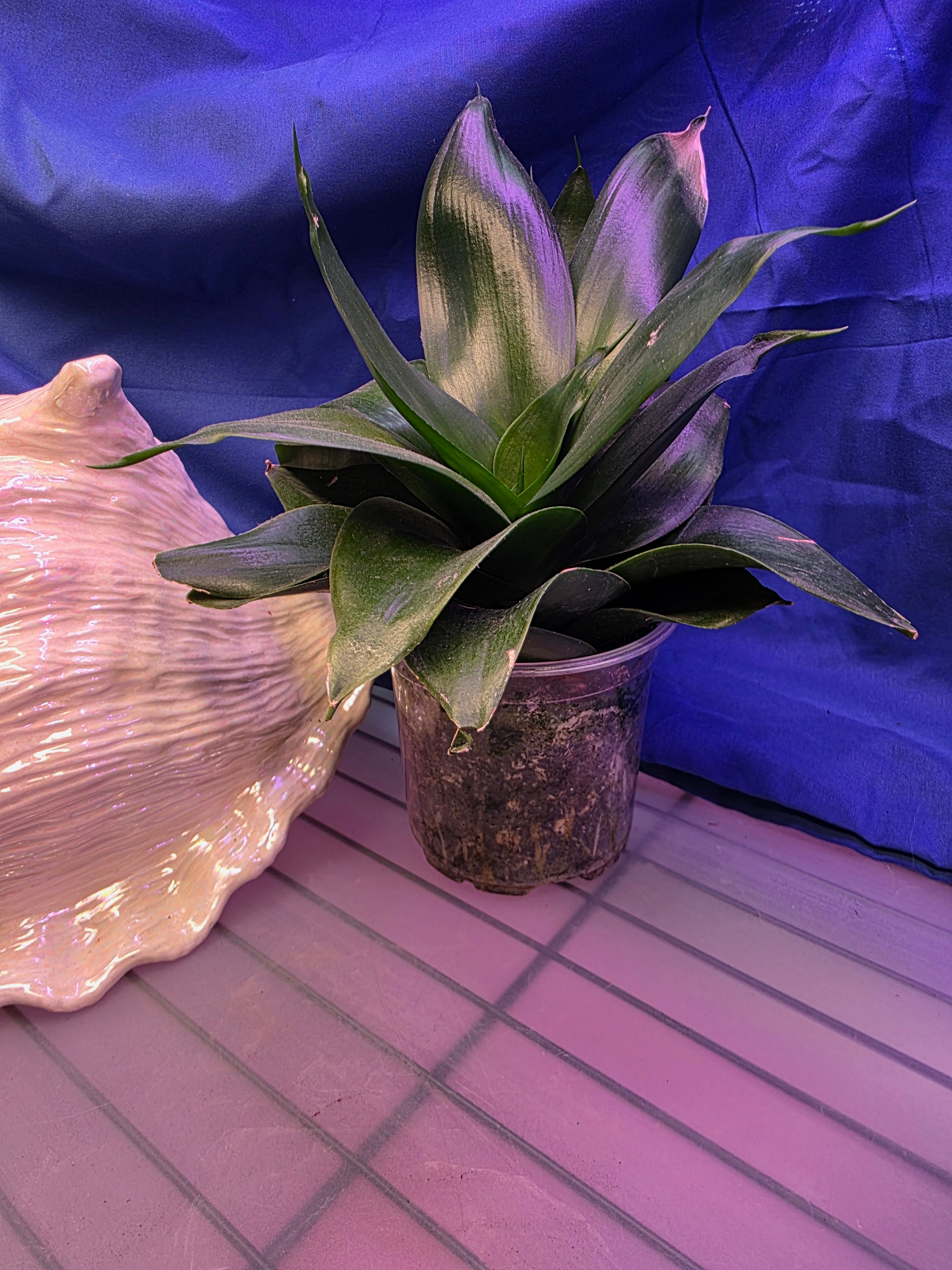 Sansevieria Hahnii Green Jade