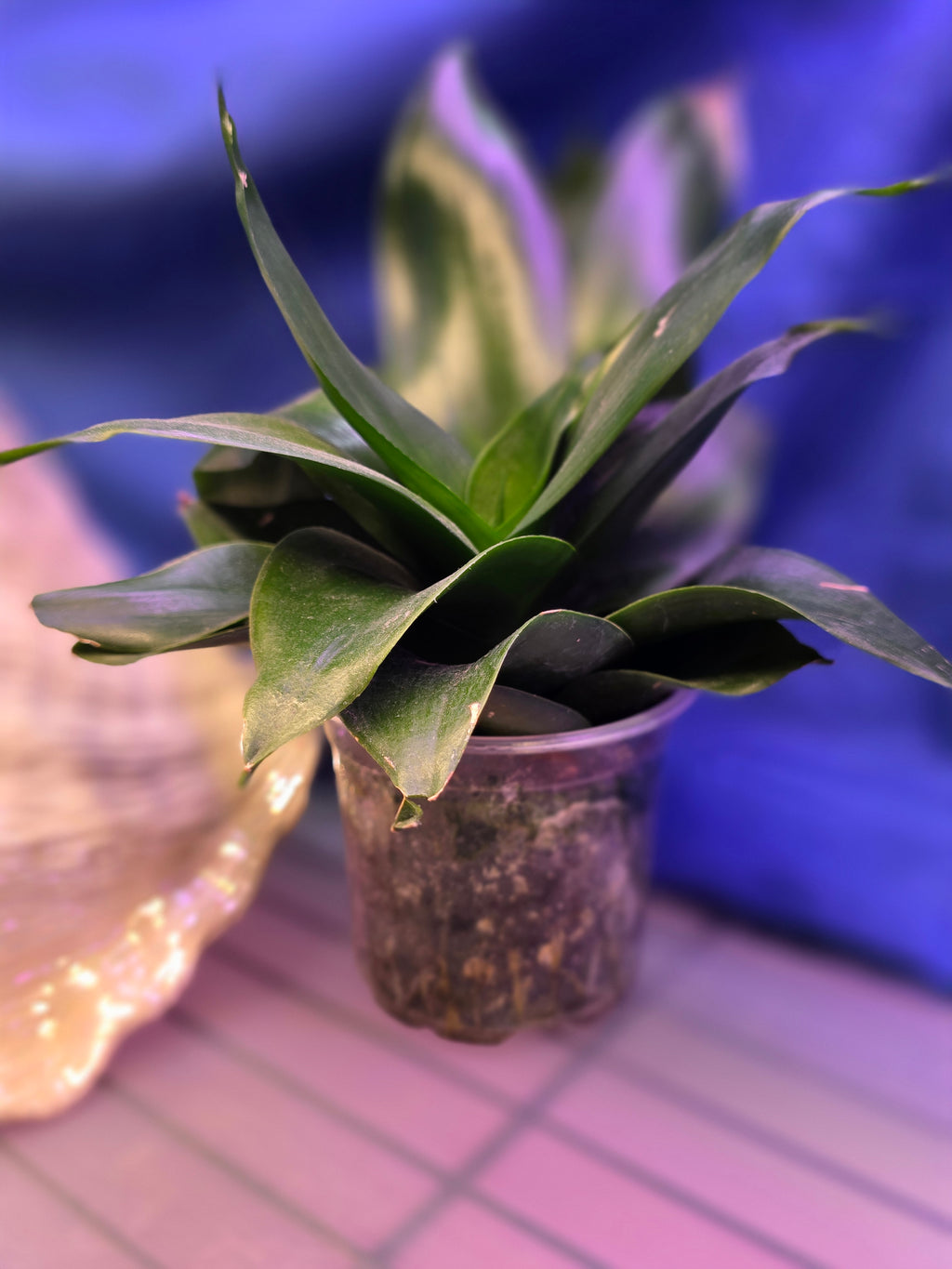 Sansevieria Hahnii Green Jade
