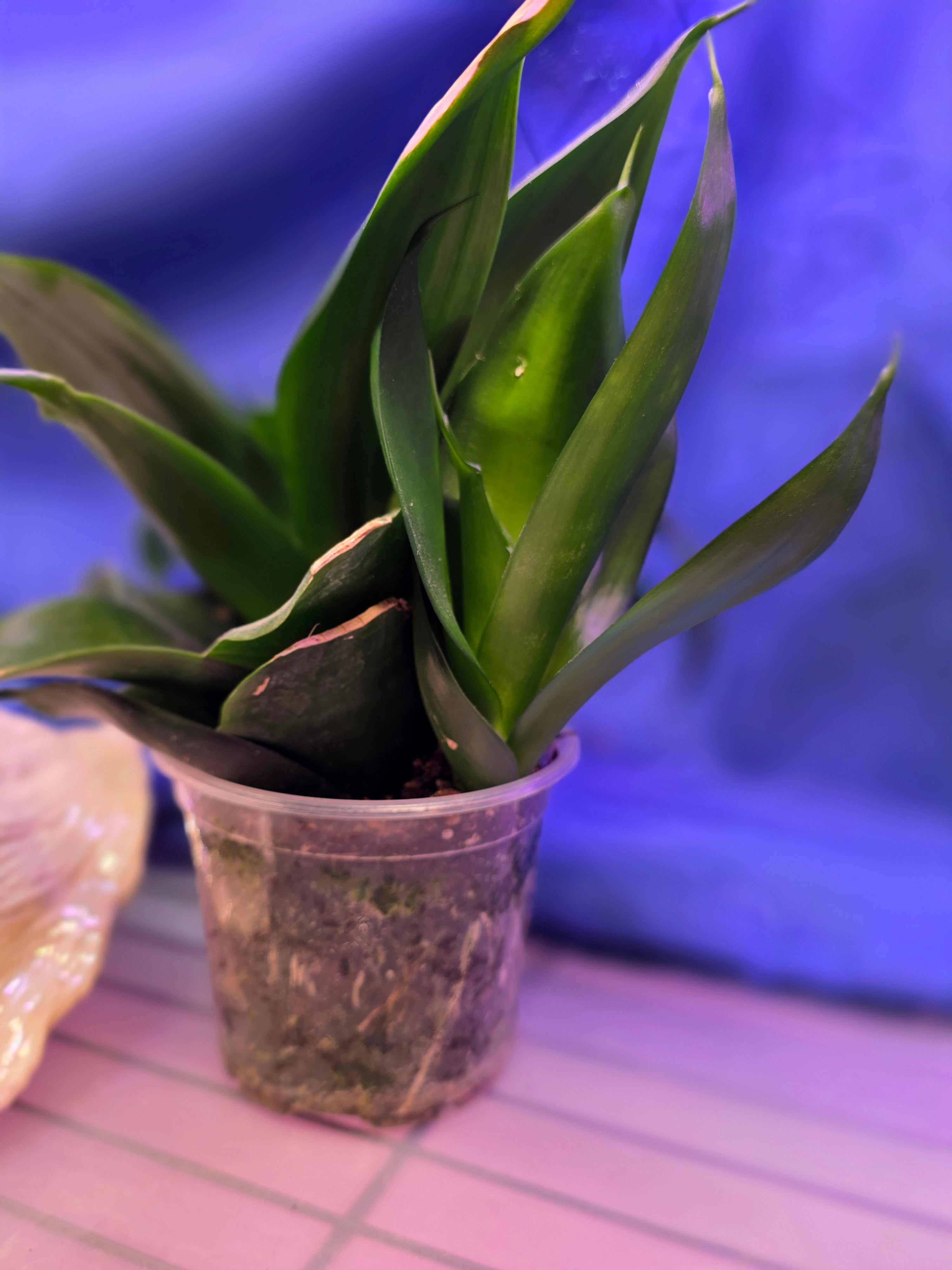 Sansevieria Hahnii Green Jade