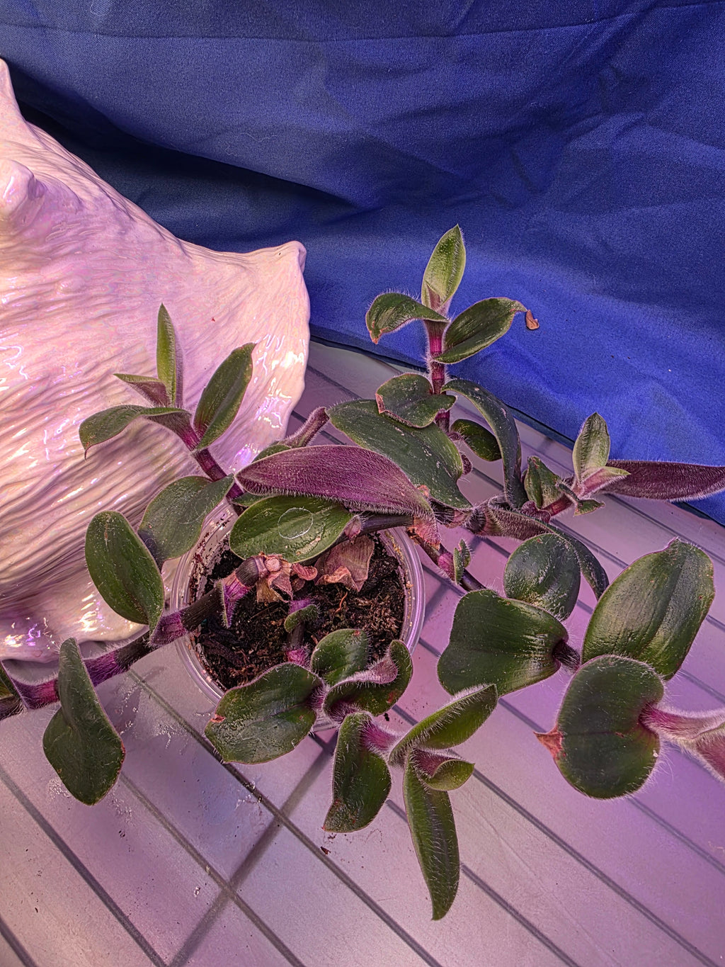 Tradescantia Red Hill
