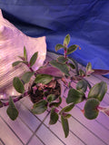 Tradescantia Red Hill