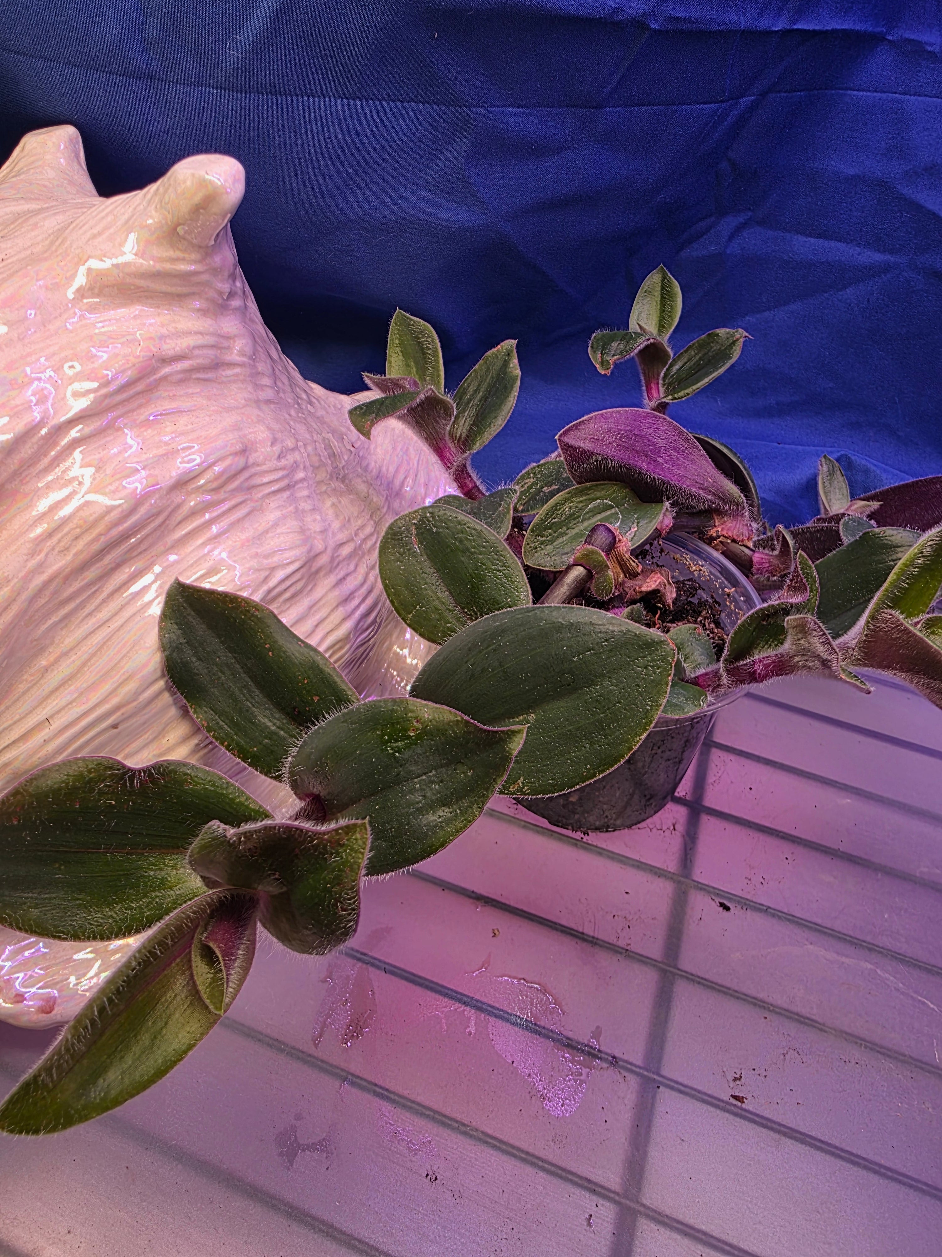 Tradescantia Red Hill