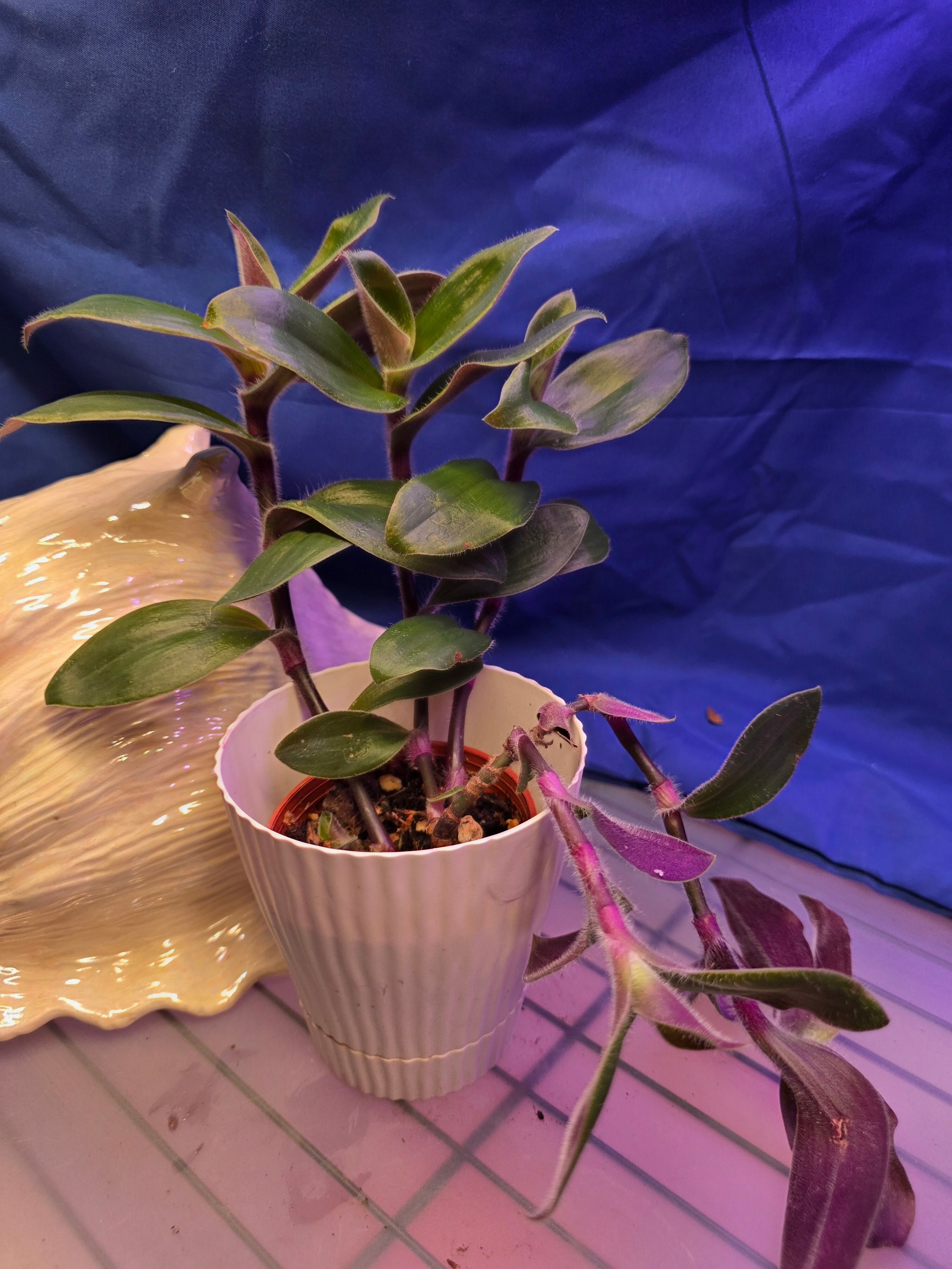 Tradescantia Red Hill