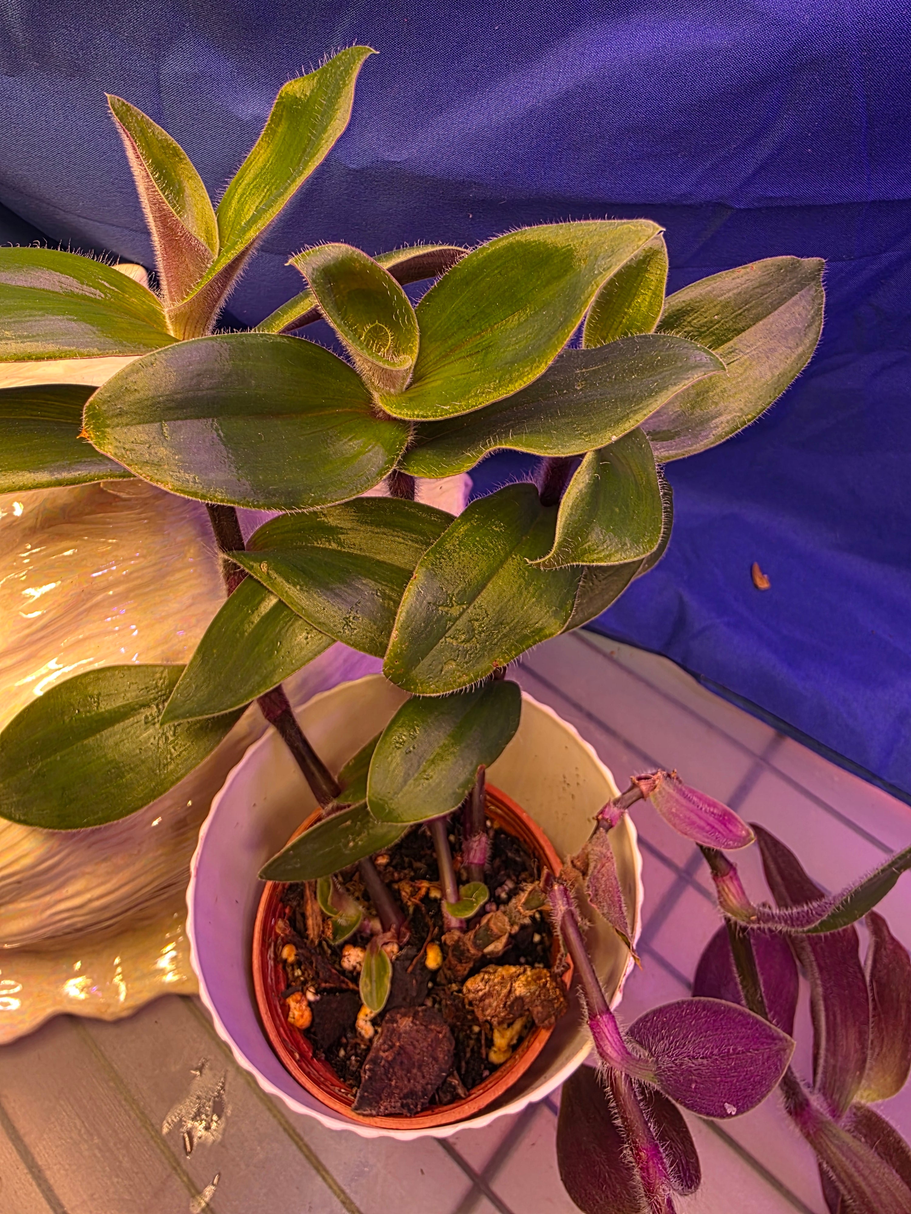 Tradescantia Red Hill