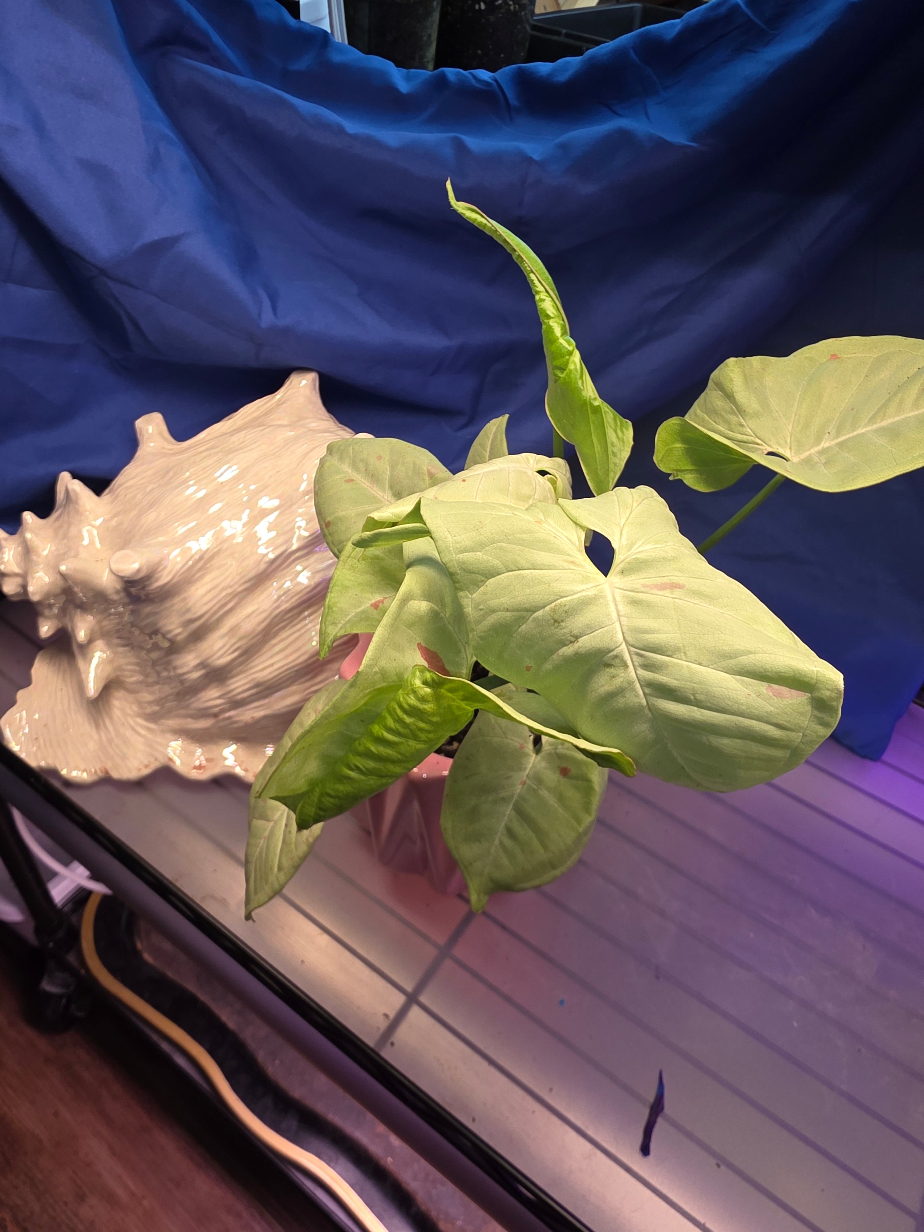 Syngonium milk confetti