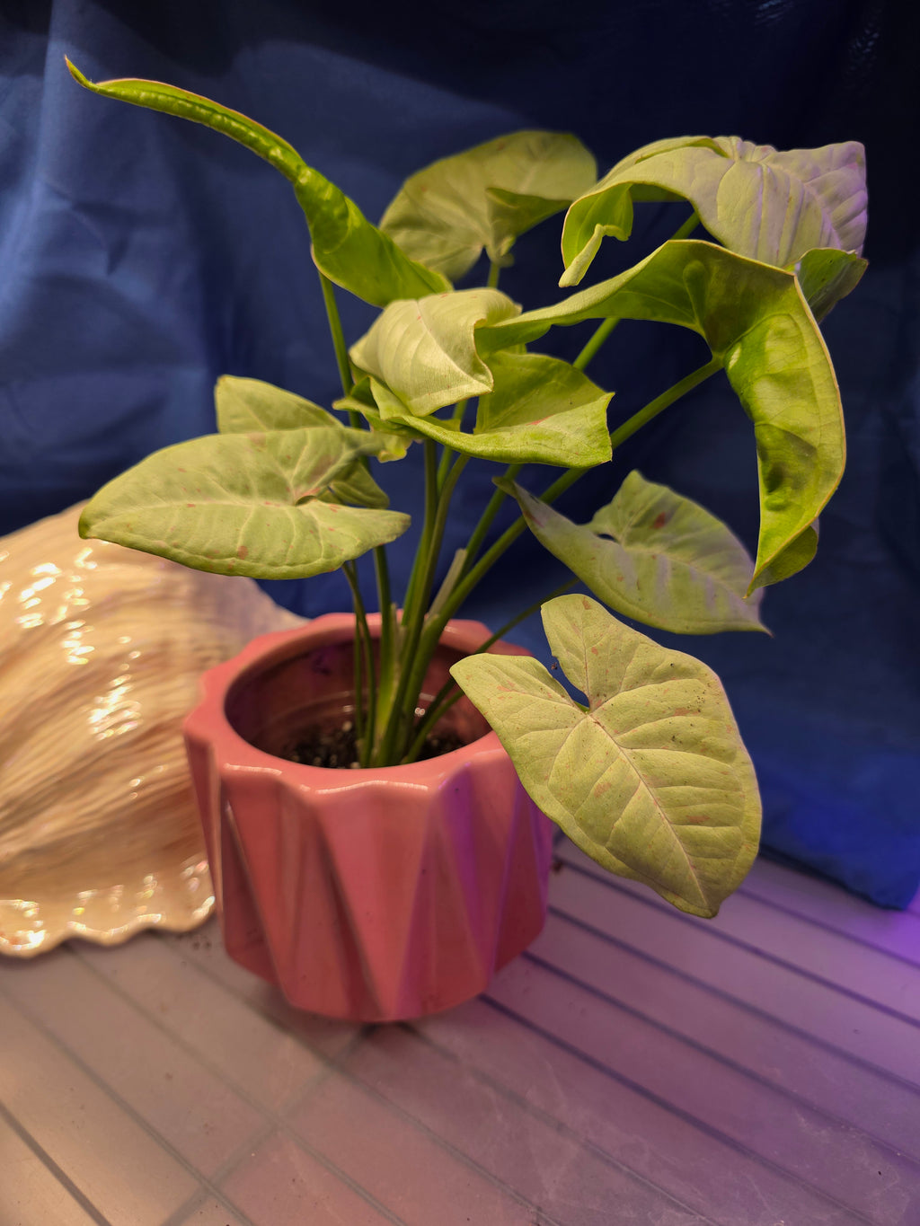 Syngonium milk confetti