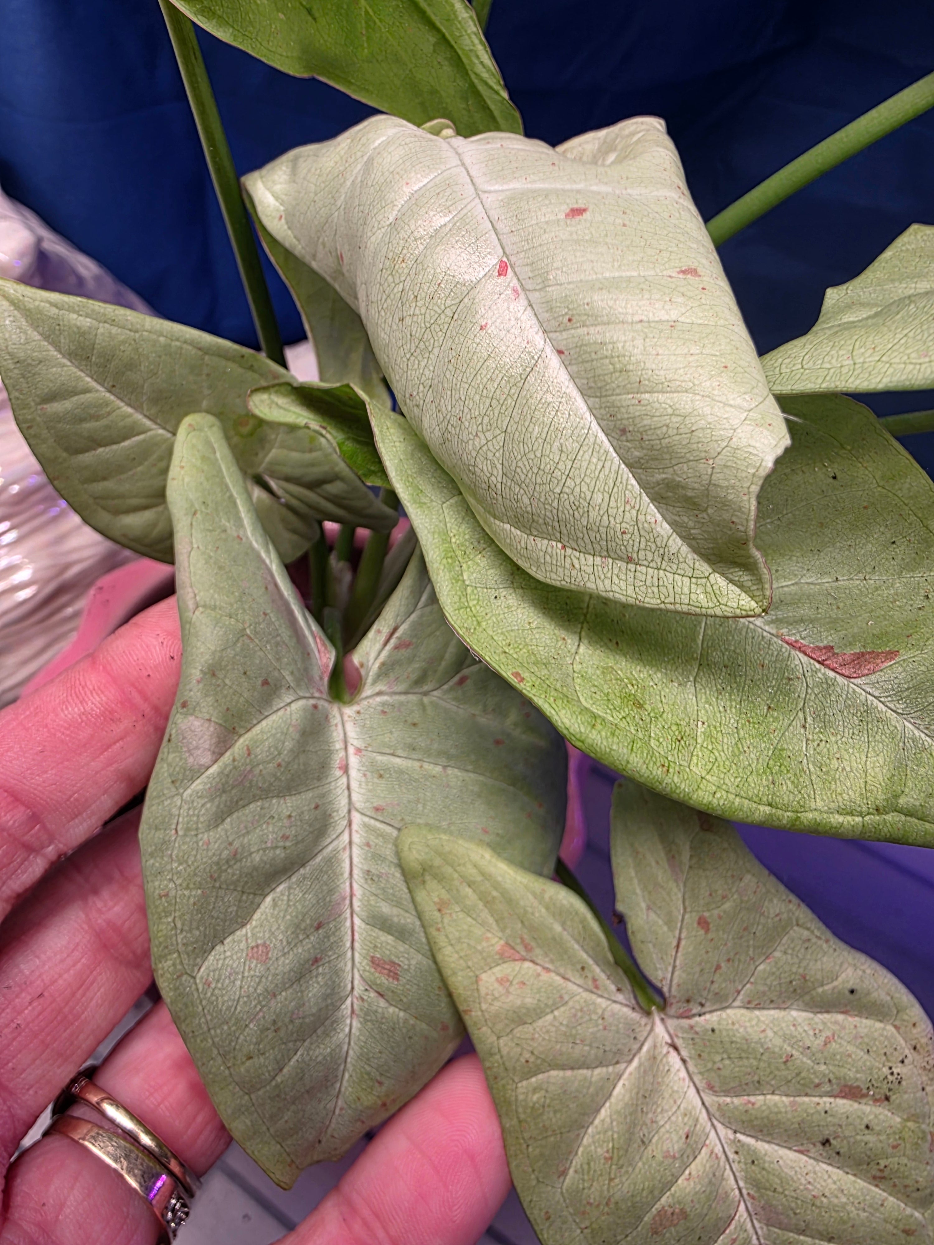 Syngonium milk confetti