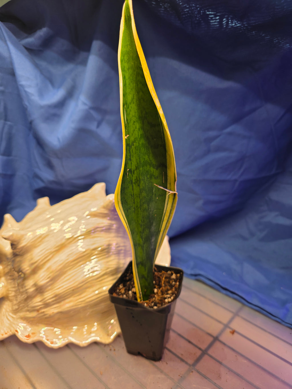 Sansevieria trifasciata Laurentii