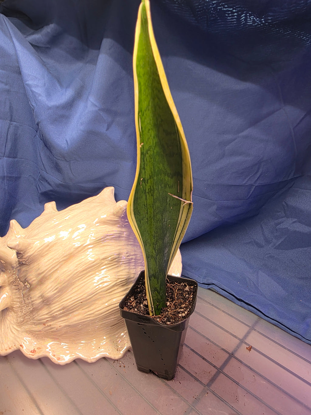 Sansevieria trifasciata Laurentii