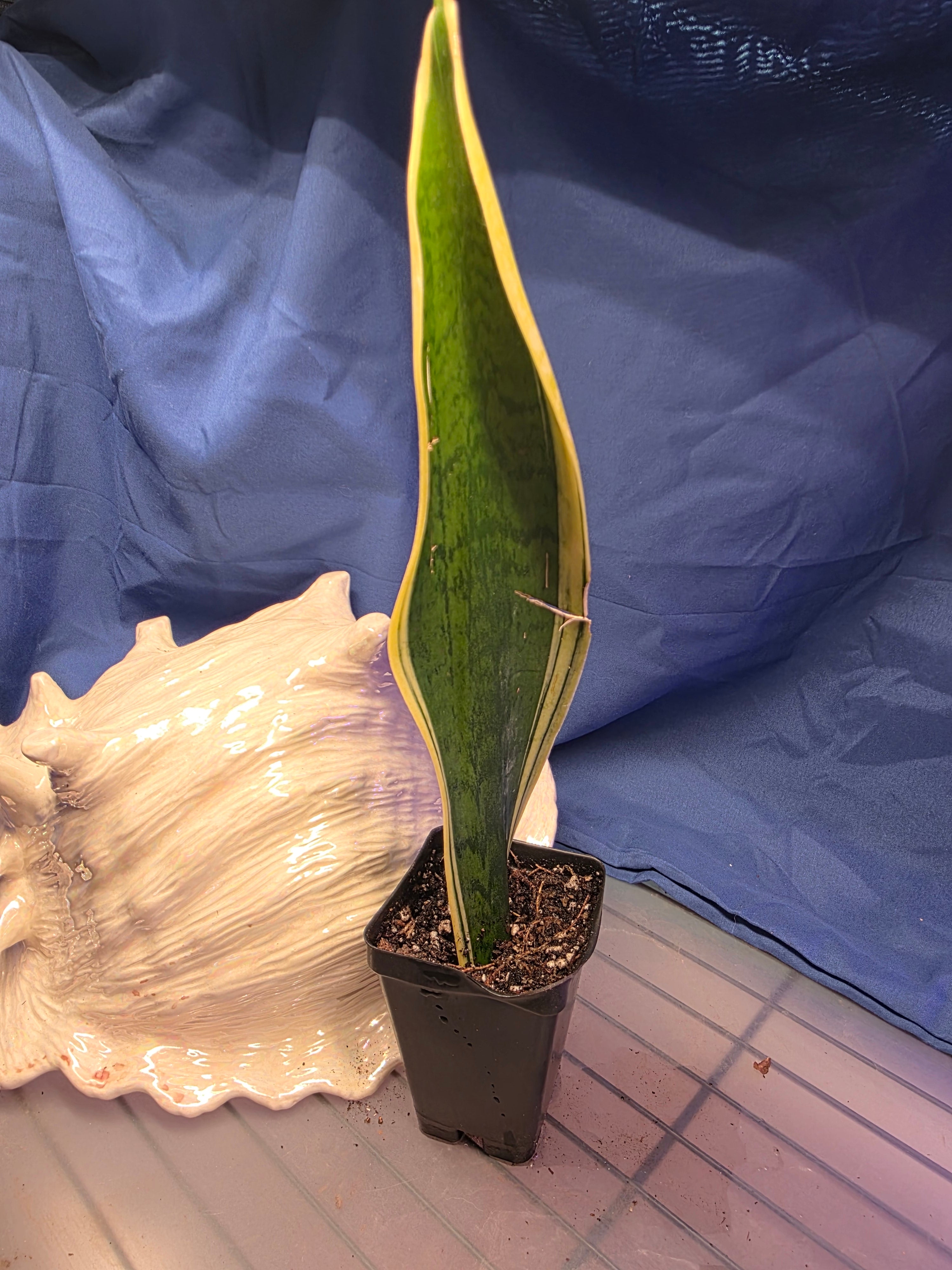 Sansevieria trifasciata Laurentii