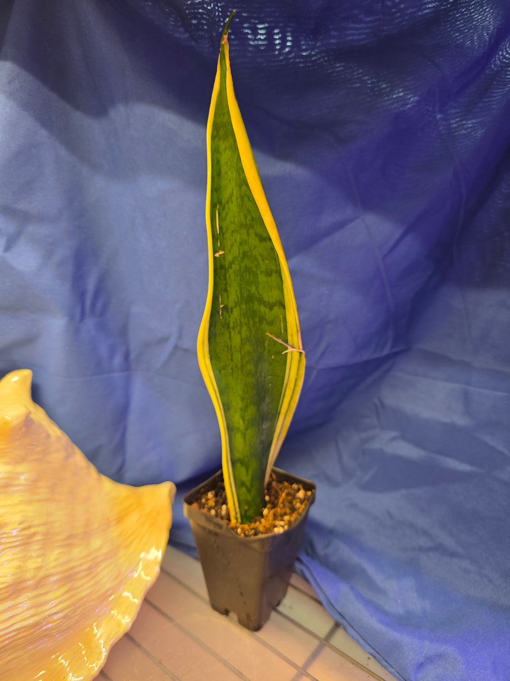 Sansevieria trifasciata Laurentii