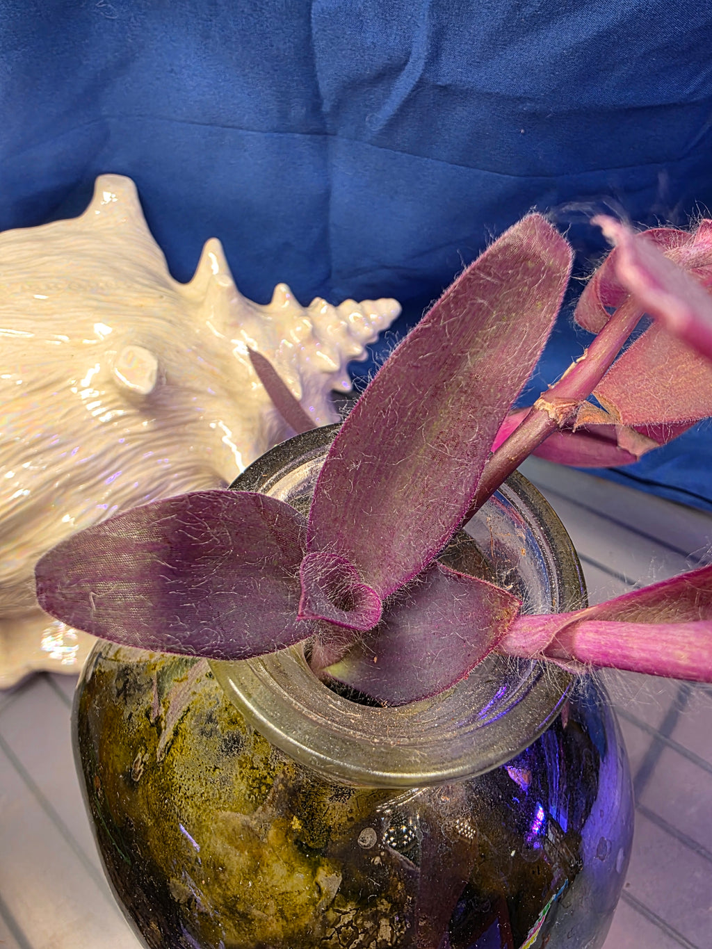 Transcendia purple heart