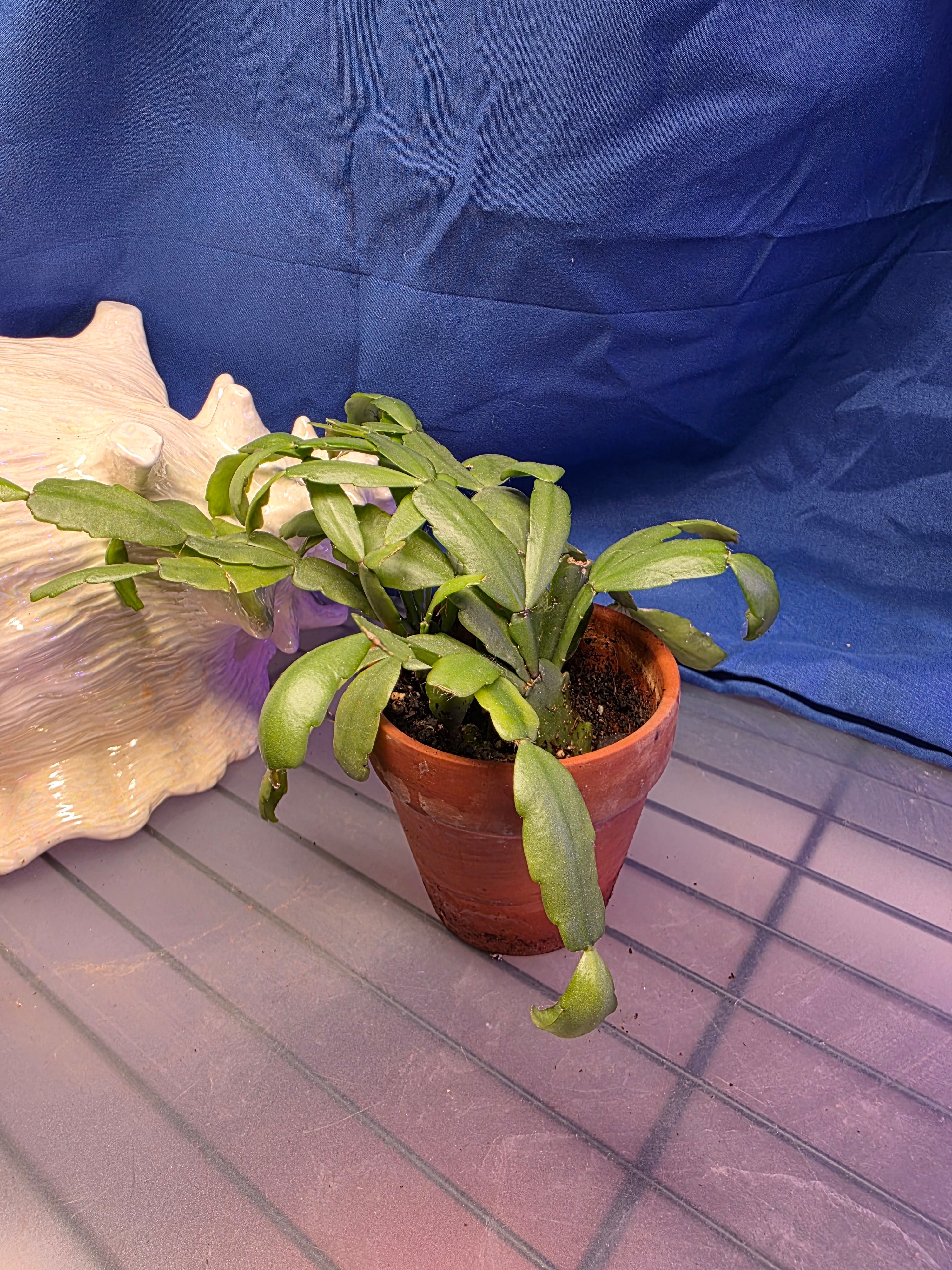 Christmas cactus