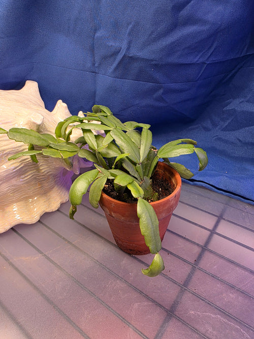 Christmas cactus