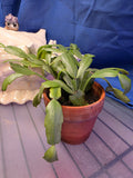 Christmas cactus