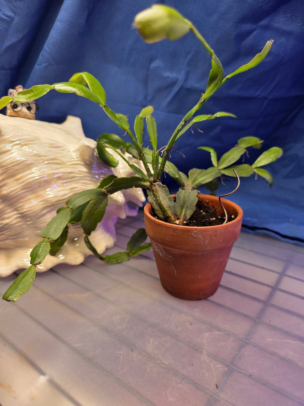 Christmas Cactus