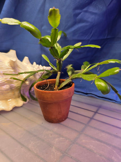 Christmas Cactus