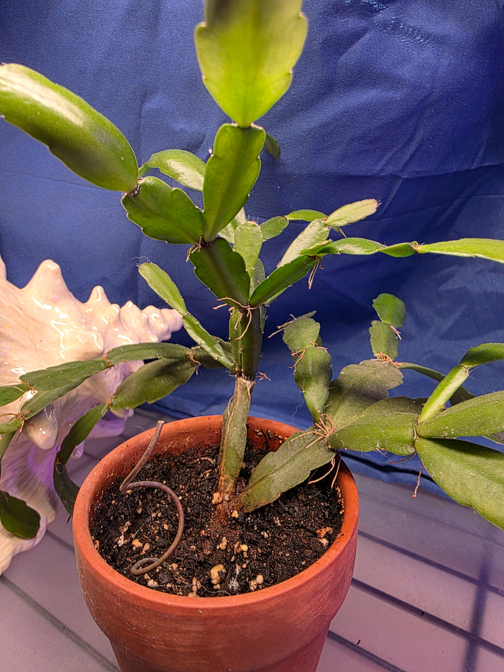 Christmas Cactus