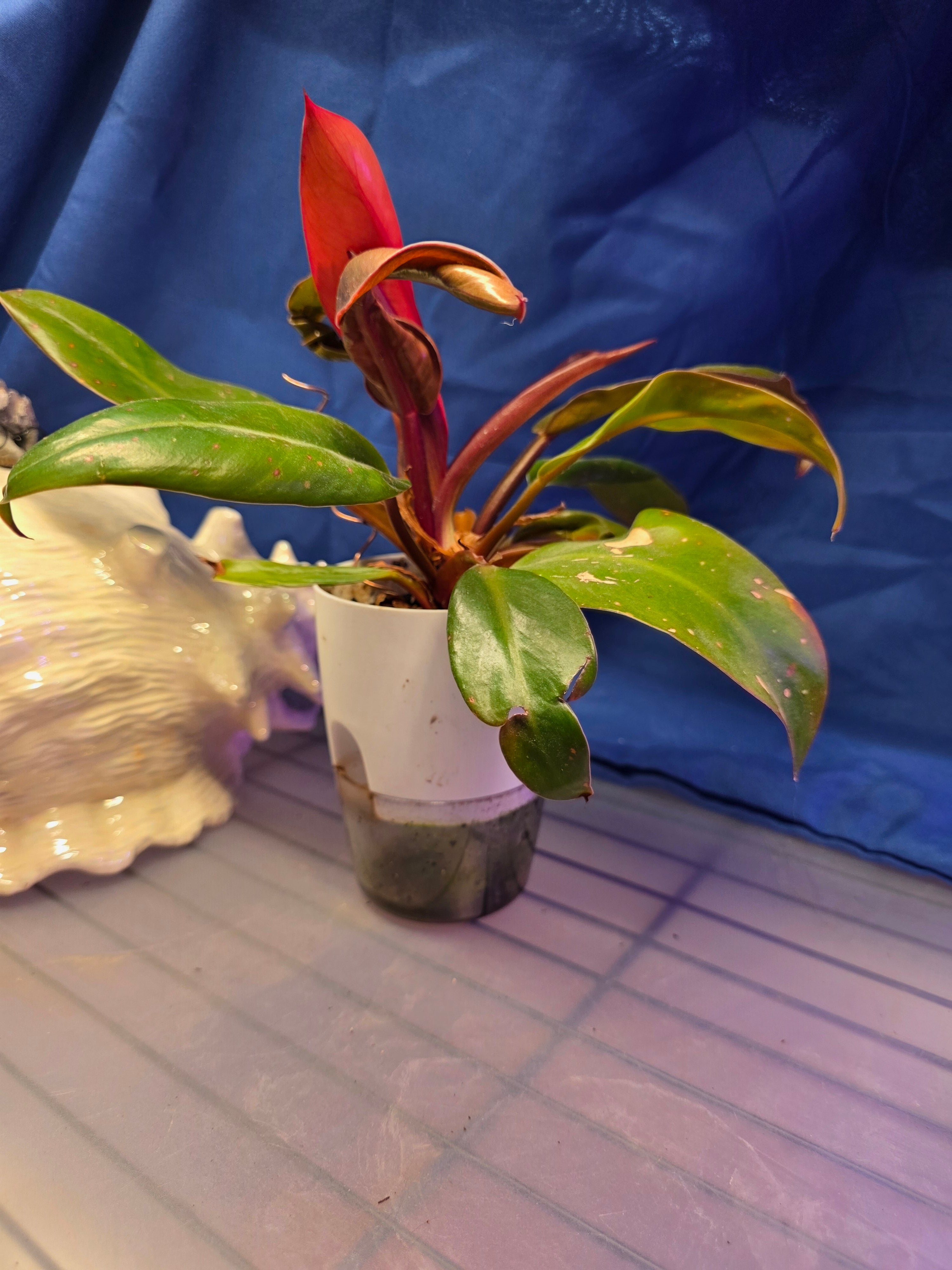 Philodendron prince of orange
