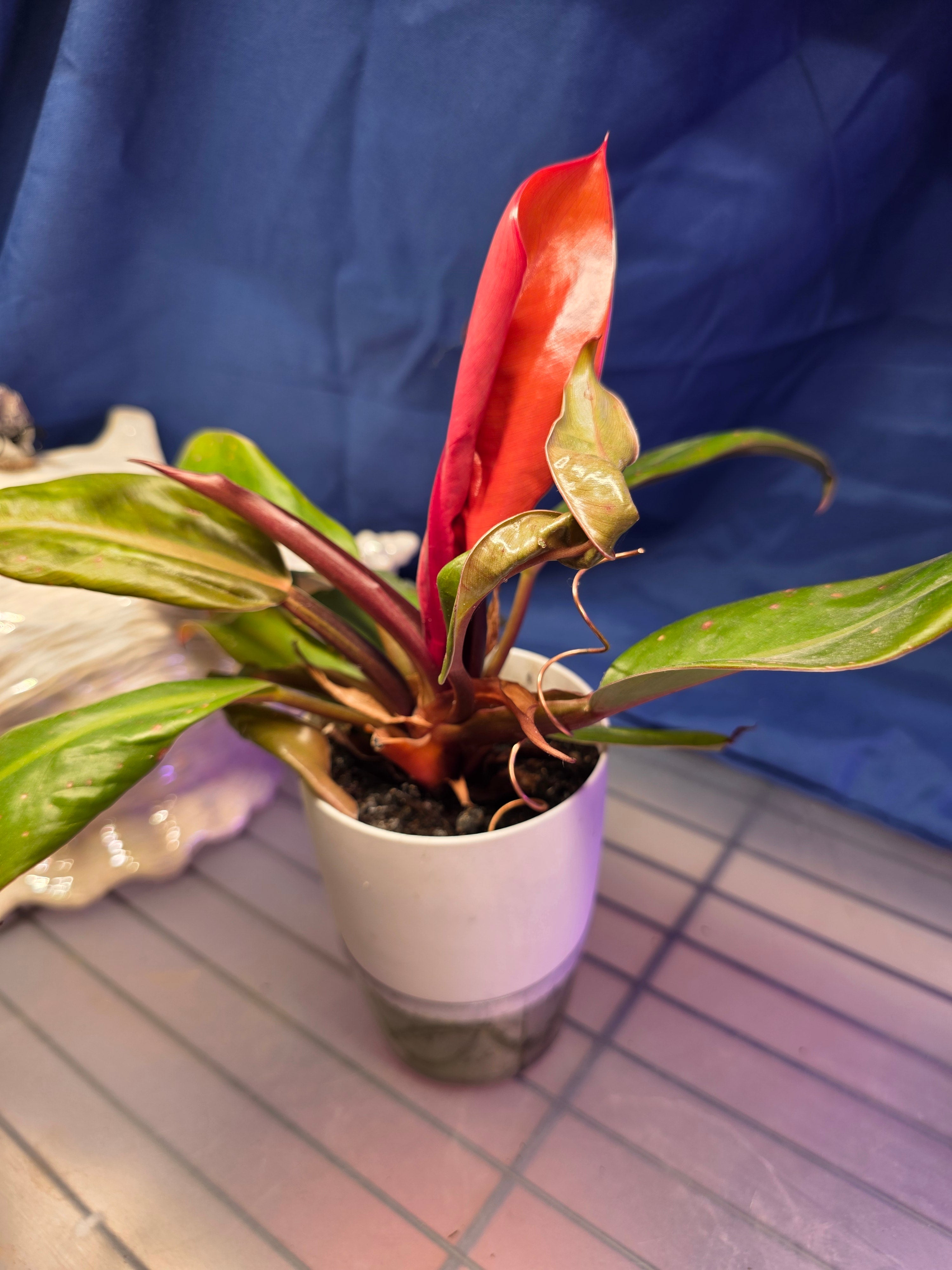 Philodendron prince of orange