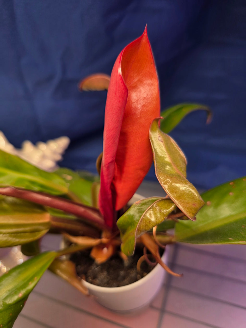 Philodendron prince of orange