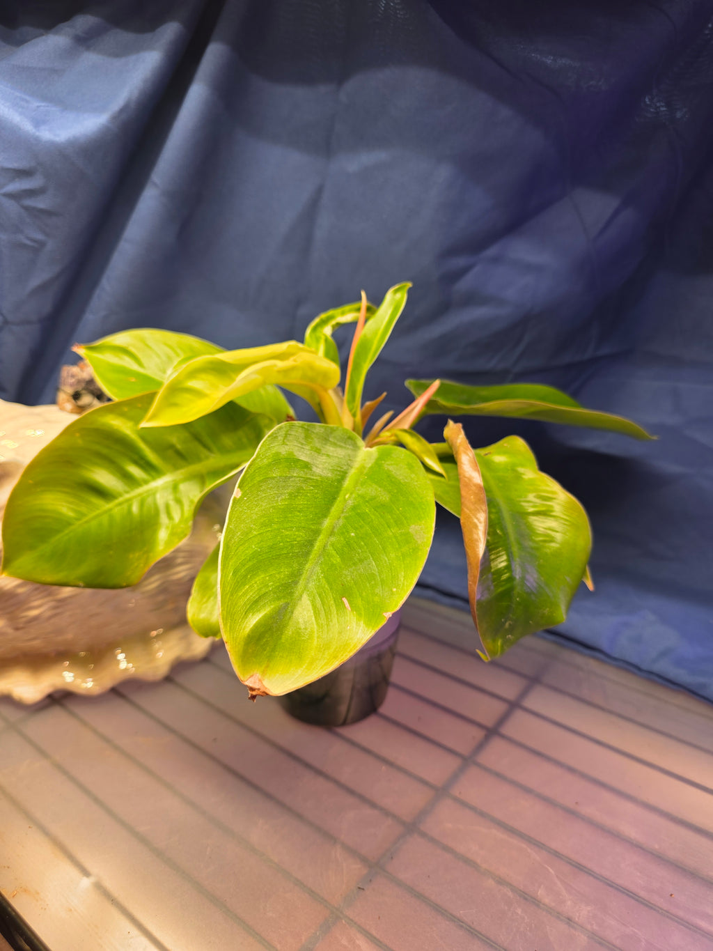 Philodendron moonlight