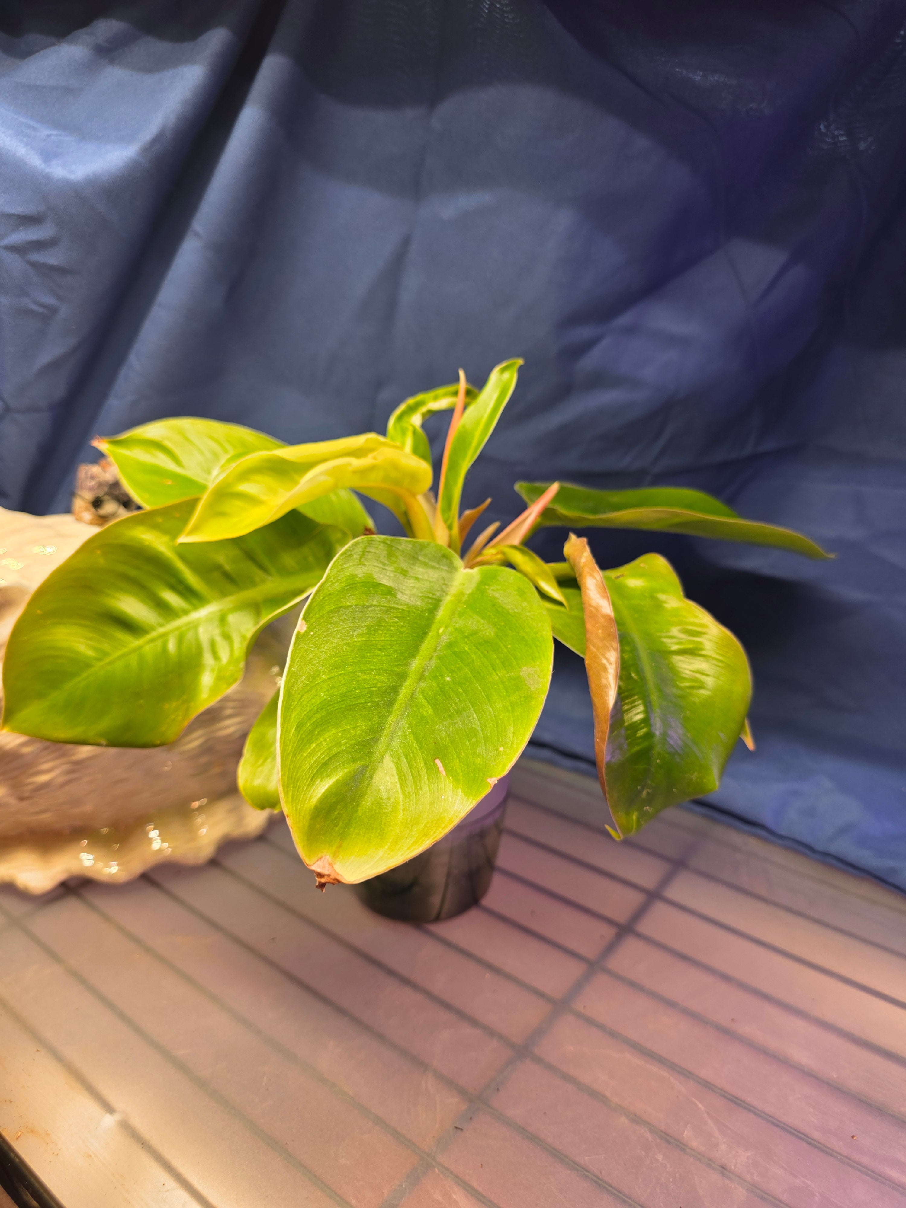 Philodendron moonlight