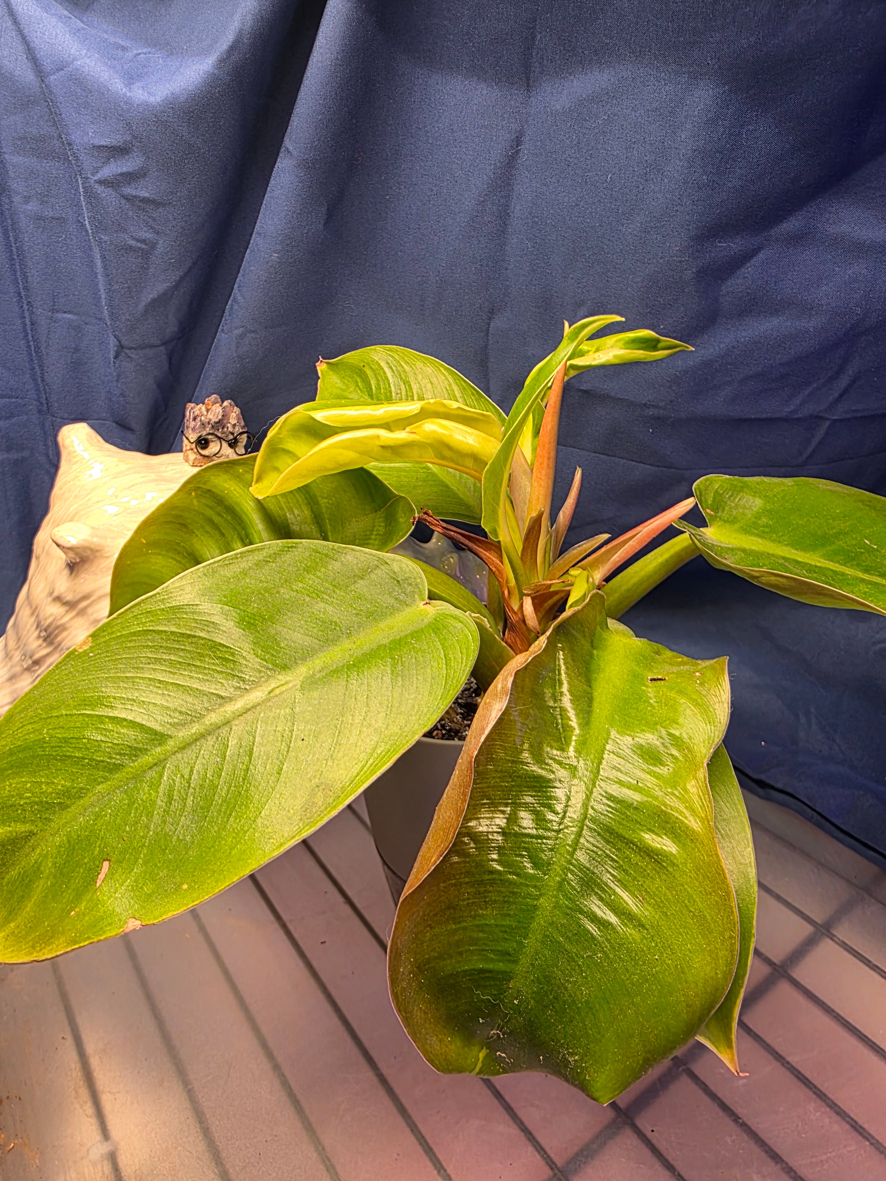 Philodendron moonlight