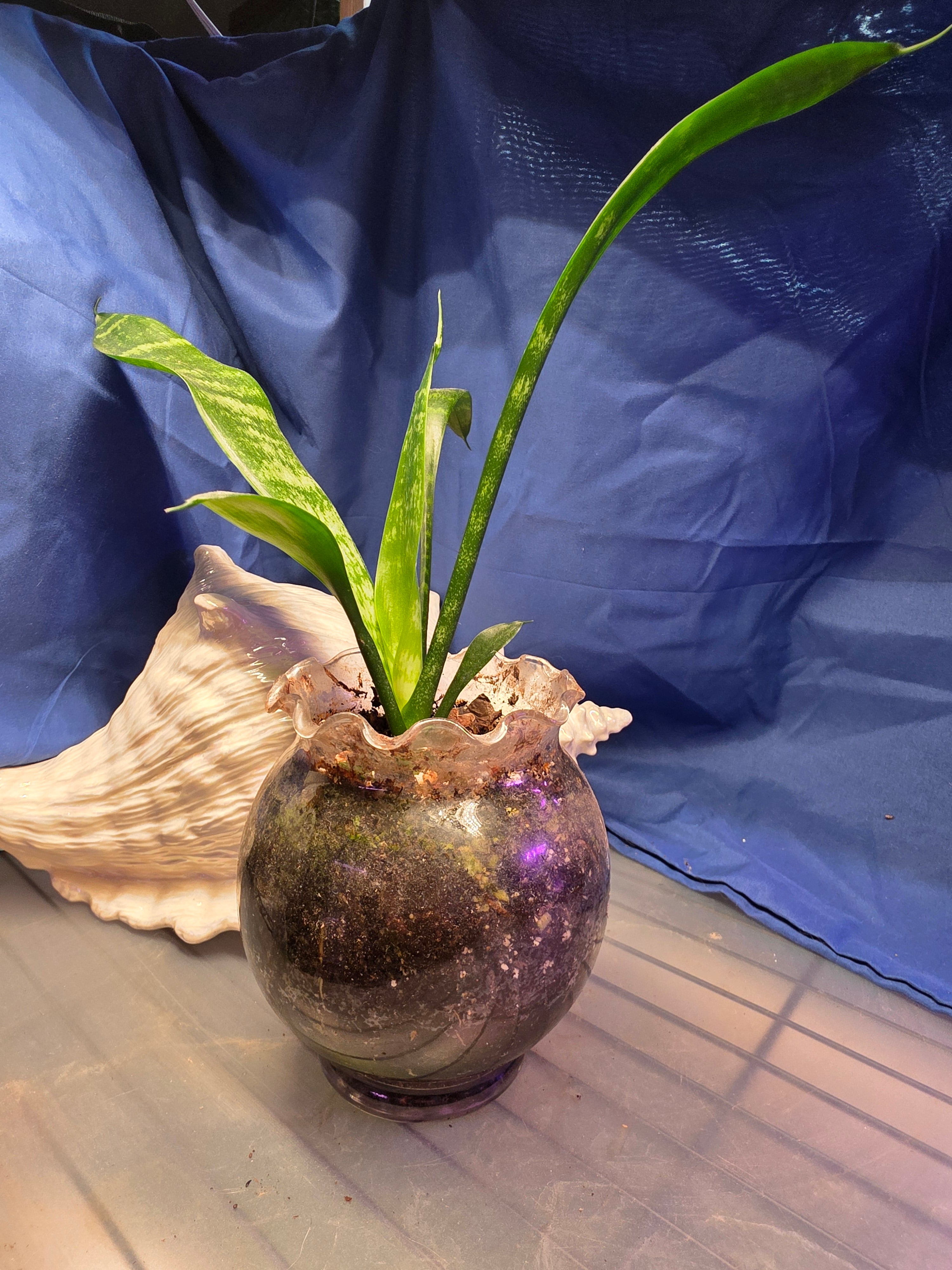 Sansevieria bird's nest/snake baby