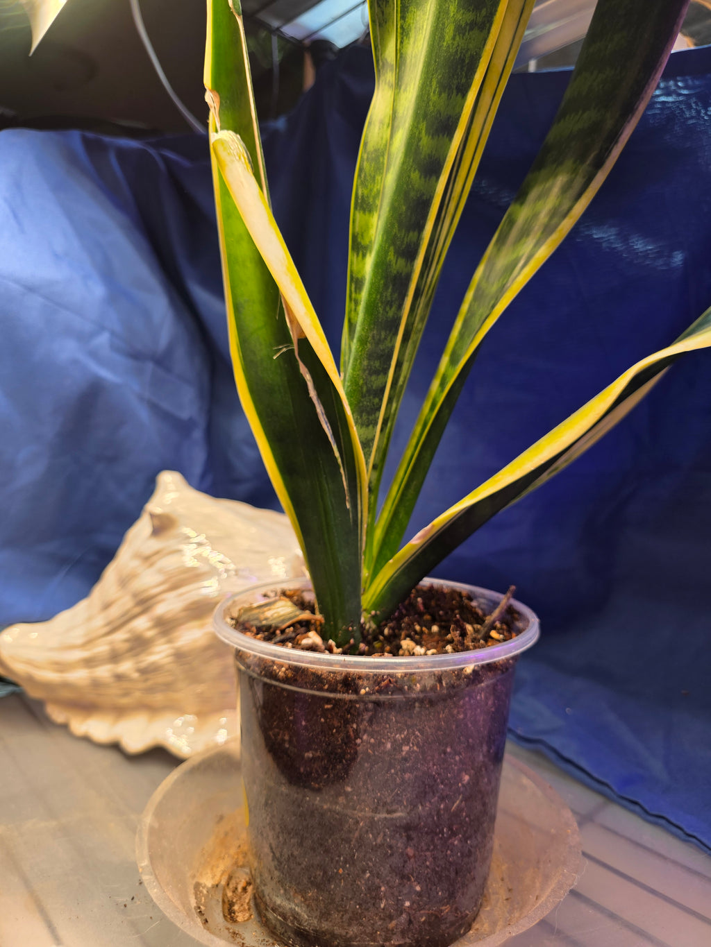 Sansevieria dracaena