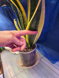 Sansevieria dracaena