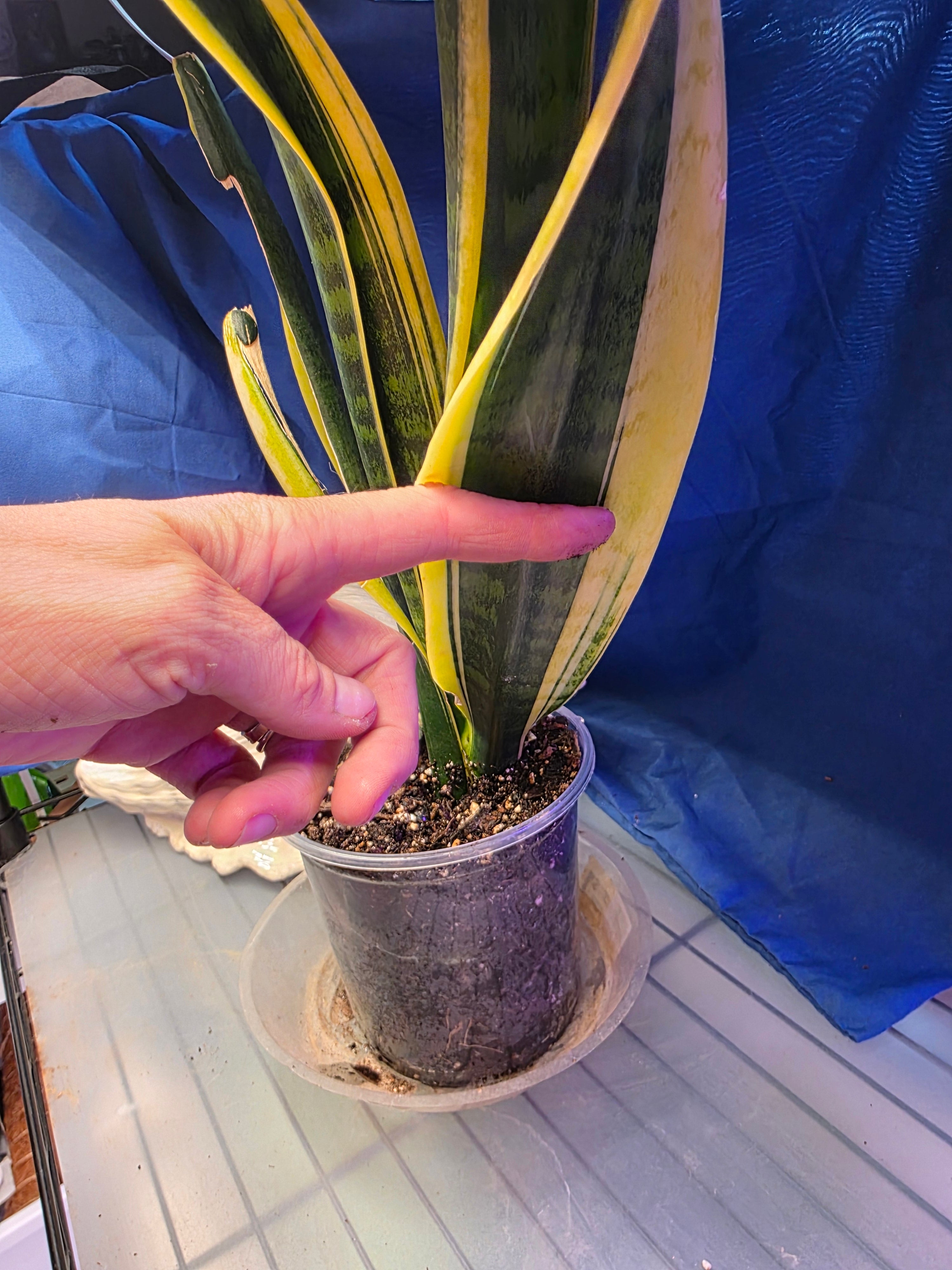 Sansevieria dracaena