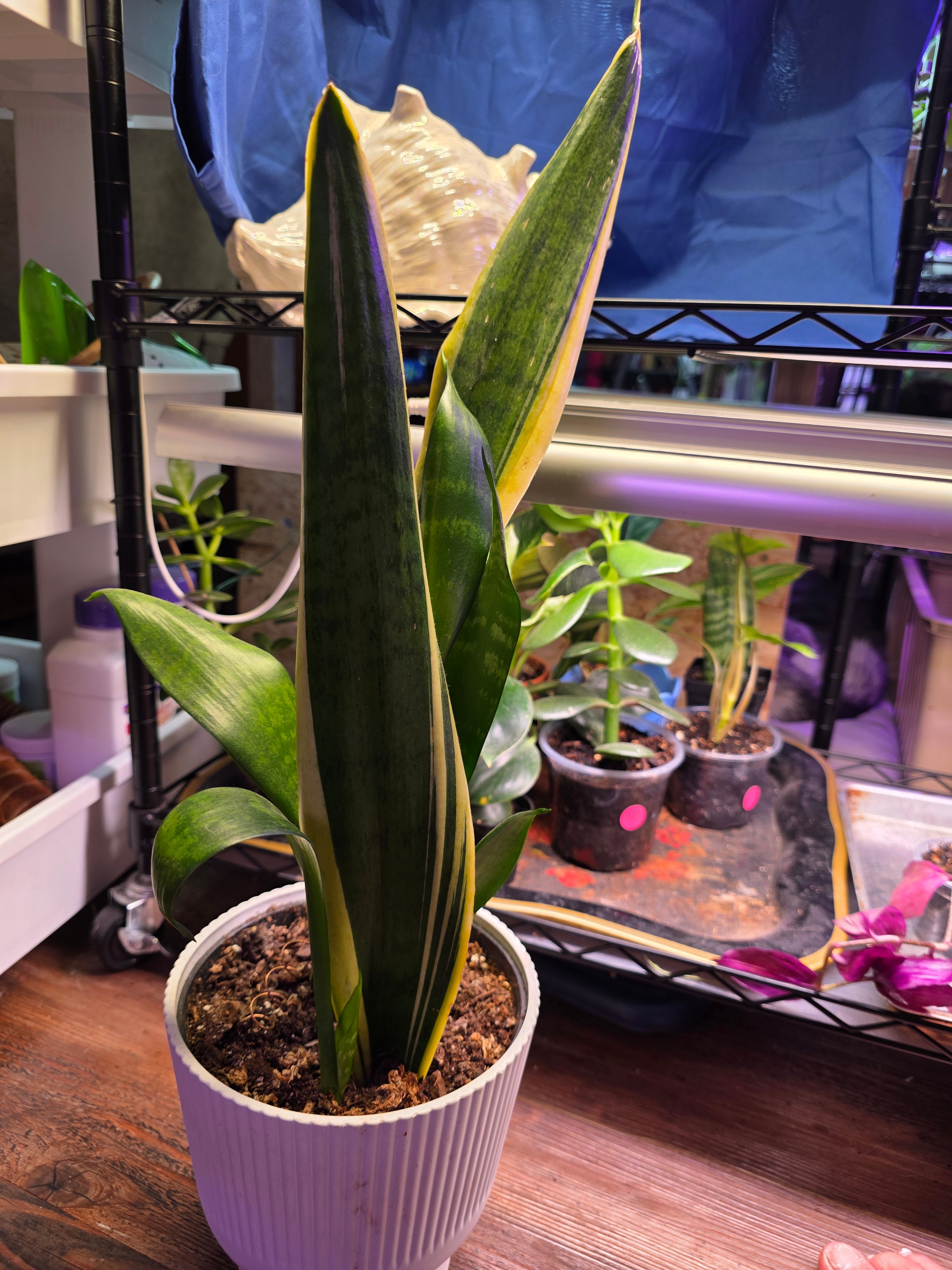 Sansevieria large dracaena
