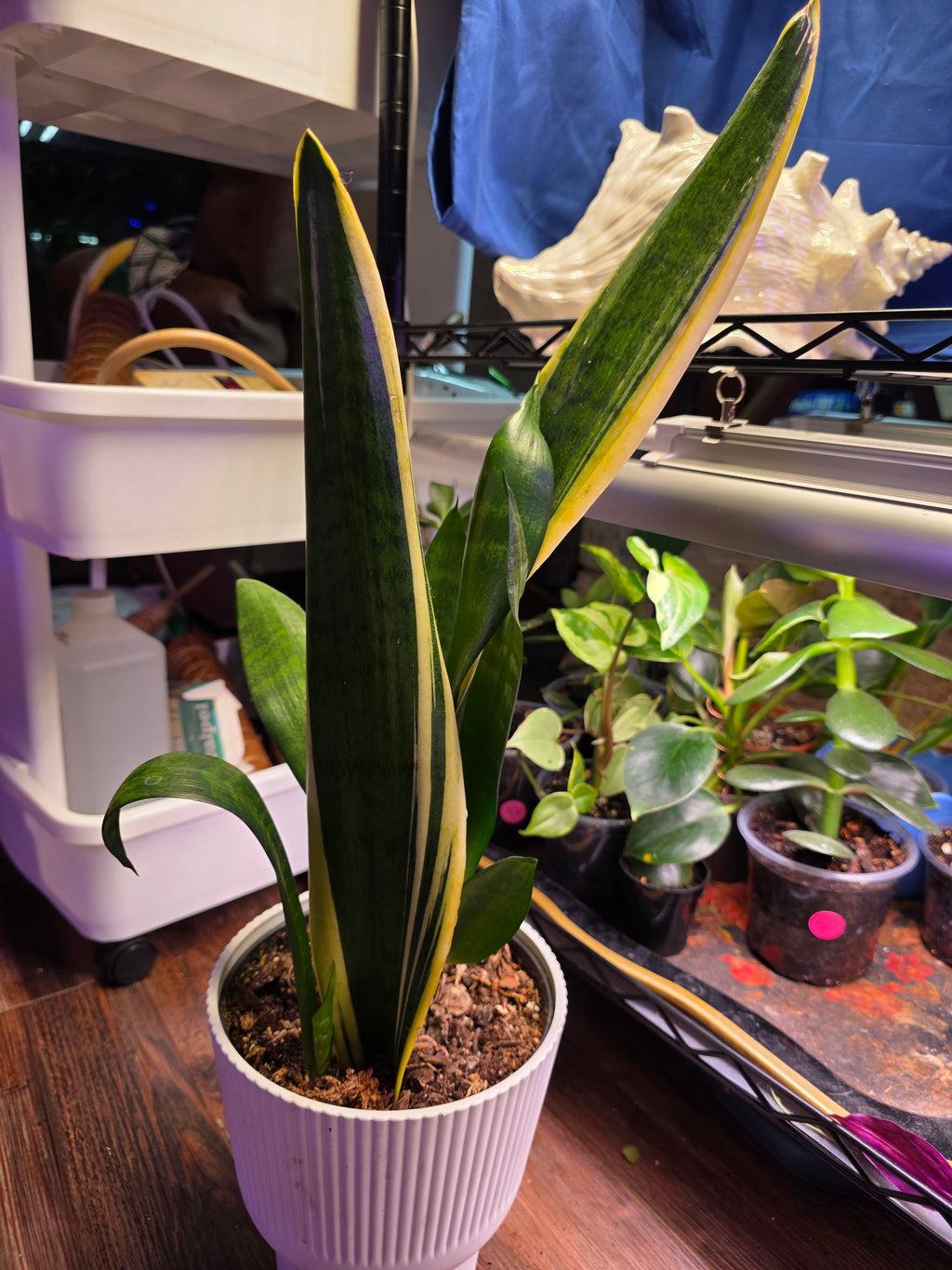 Sansevieria large dracaena