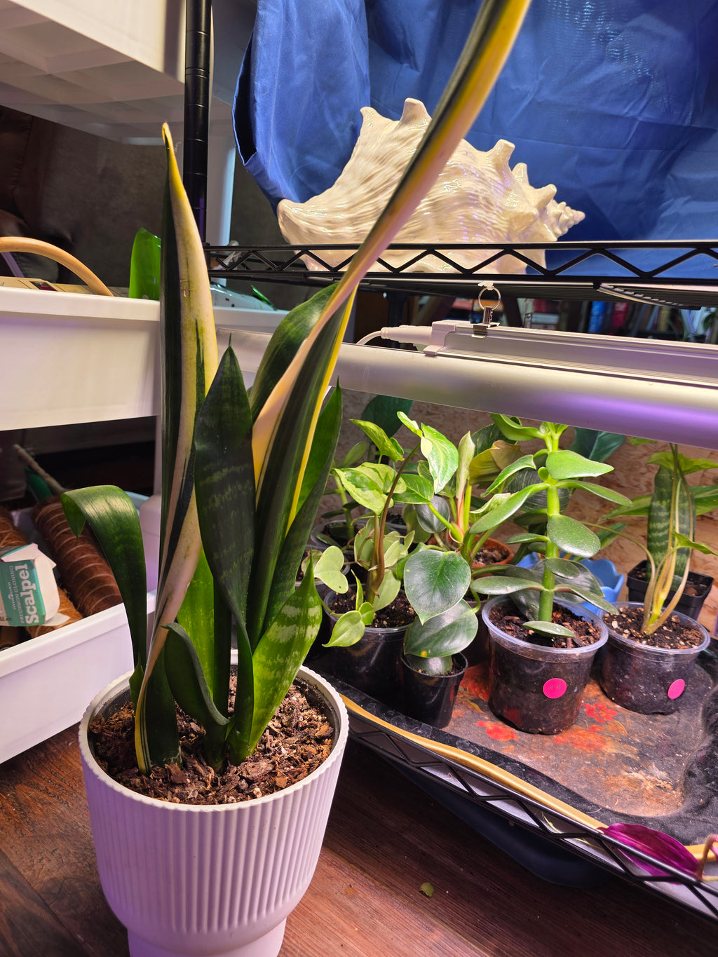 Sansevieria large dracaena