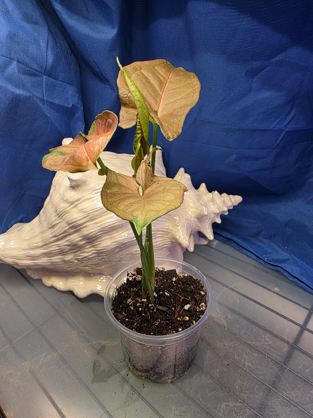 syngoneum pink splash
