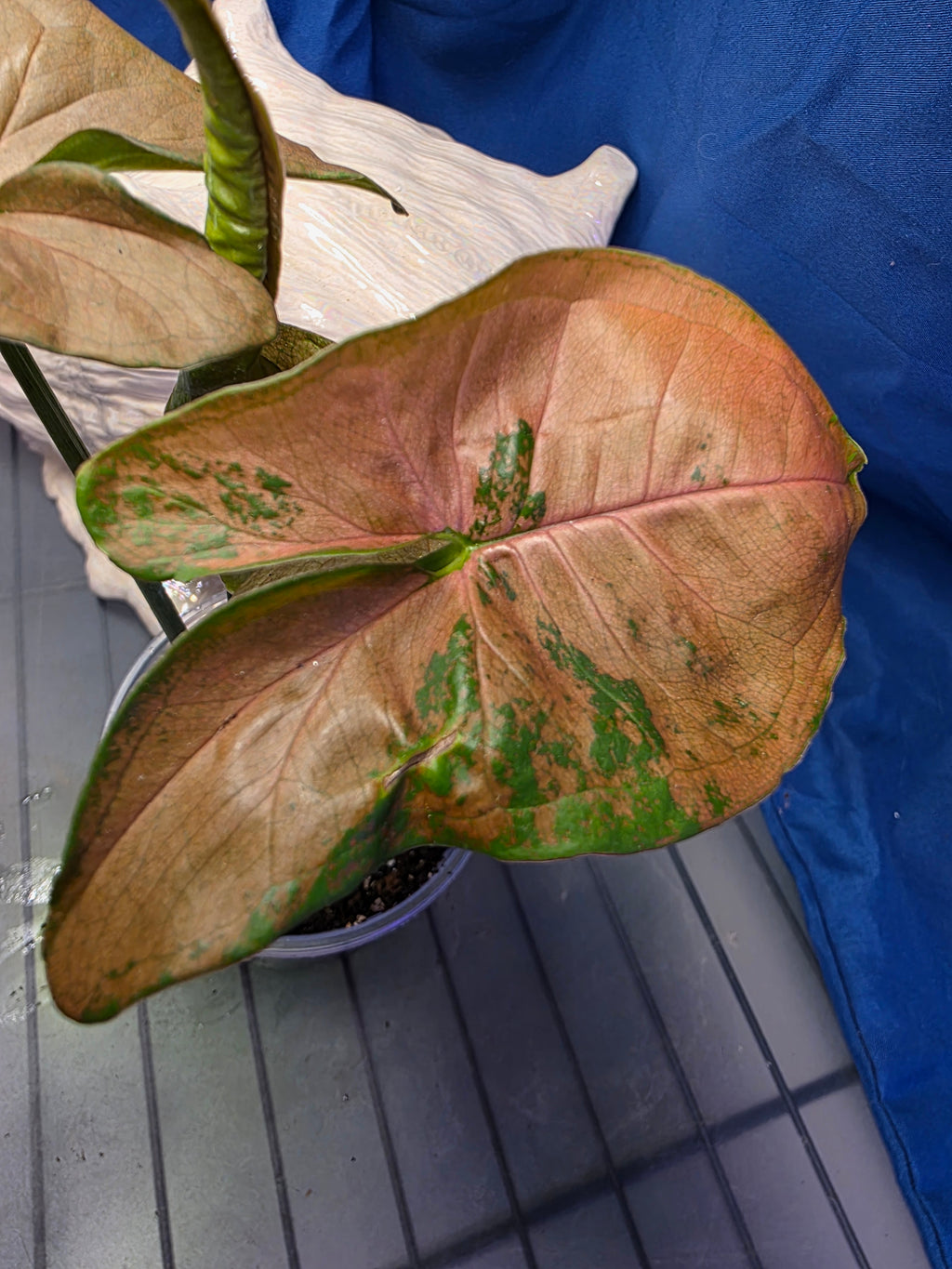 syngoneum pink splash