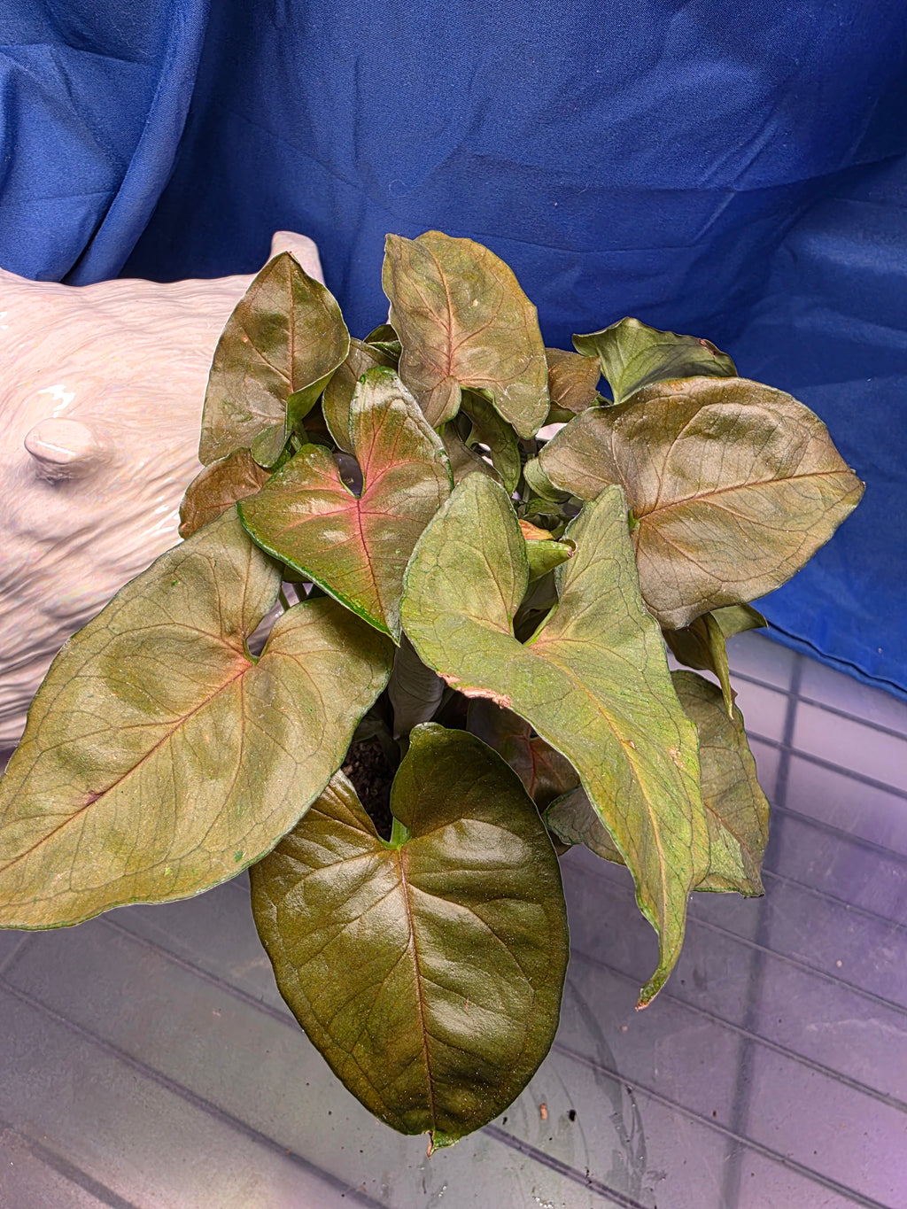 Syngonium Robusta