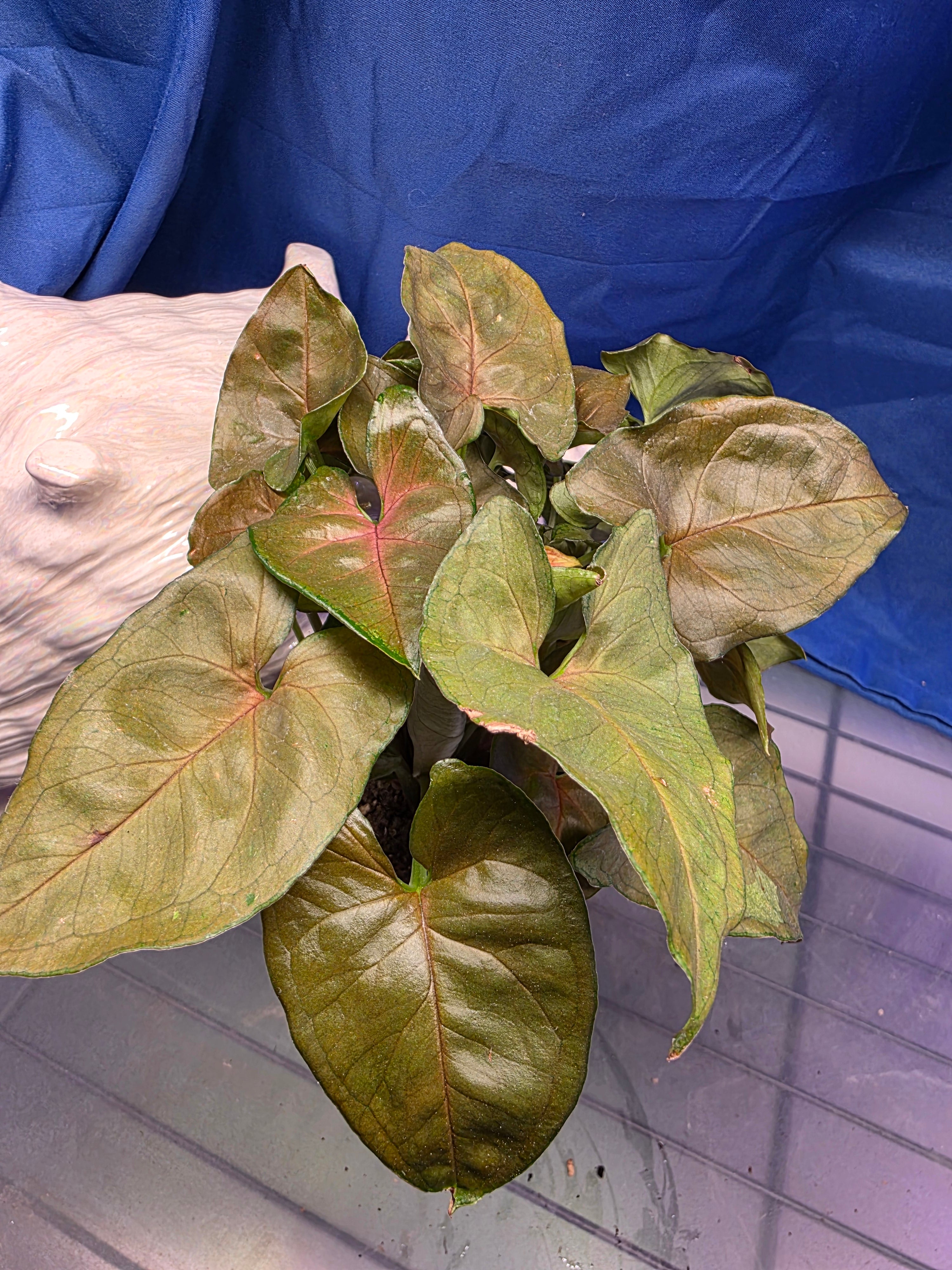 Syngonium Robusta