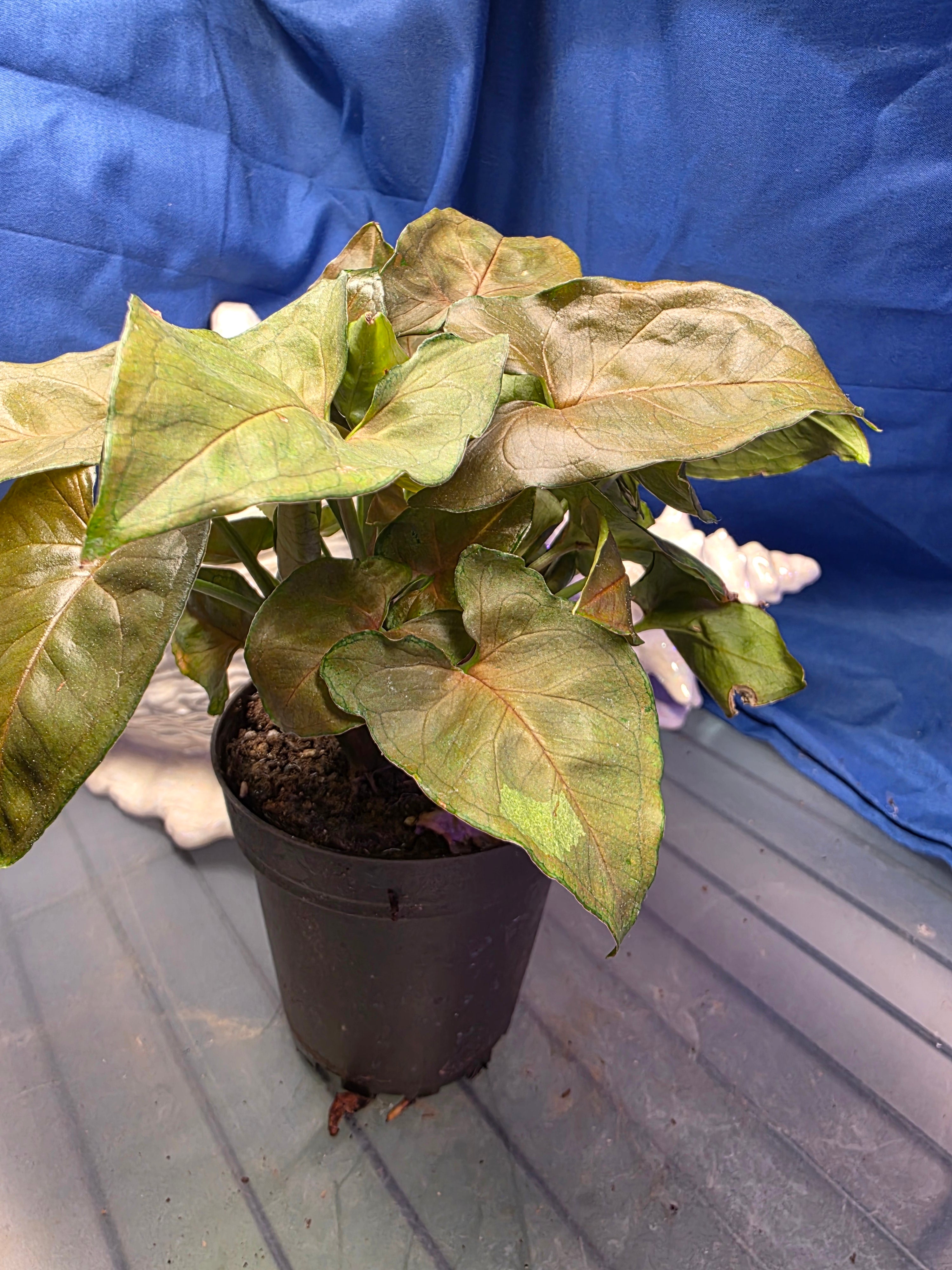 Syngonium Robusta