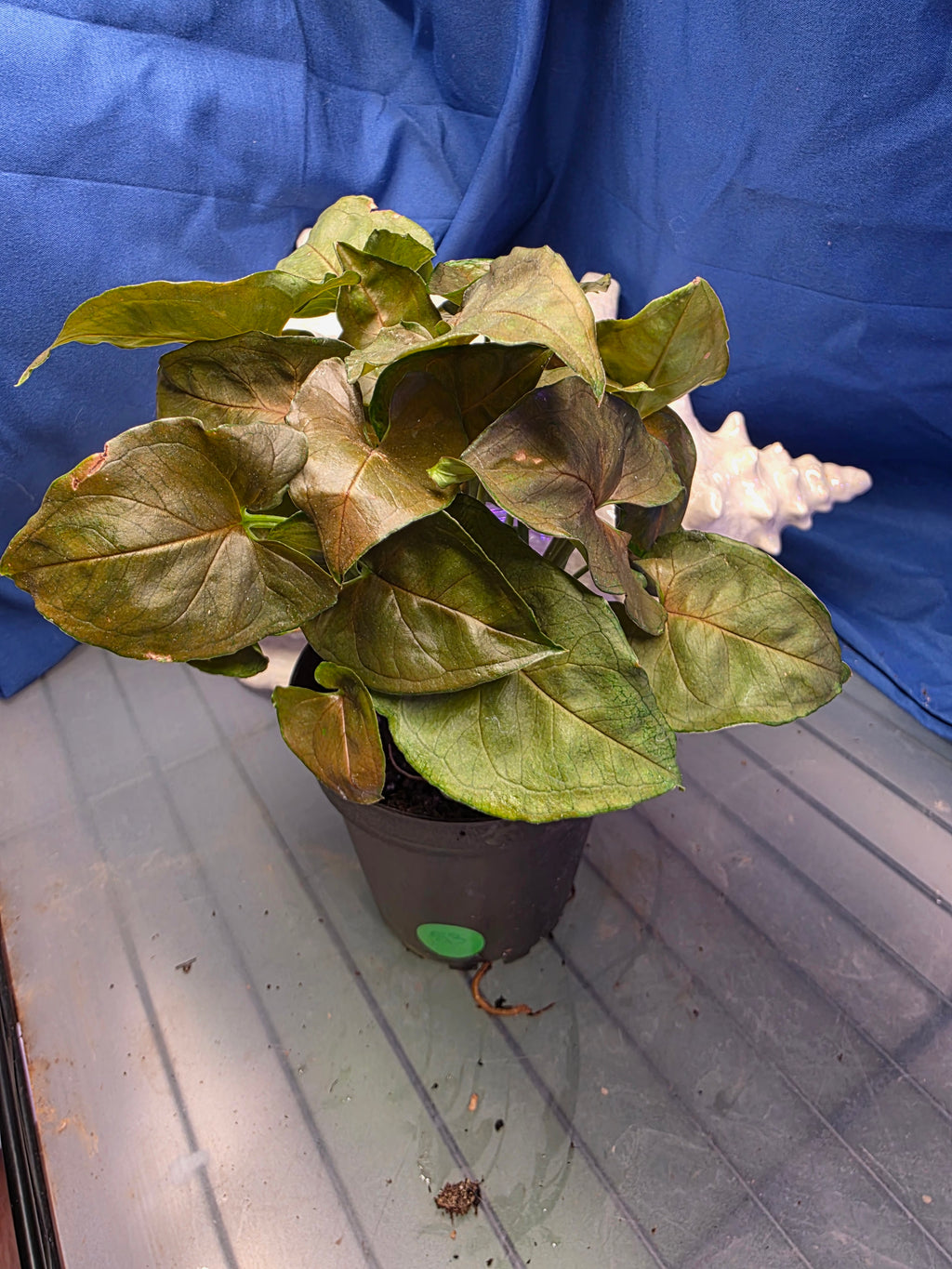 Syngonium Robusta