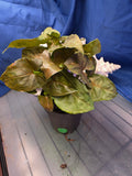 Syngonium Robusta