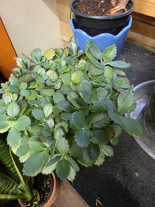 Mother of a Thousand babies