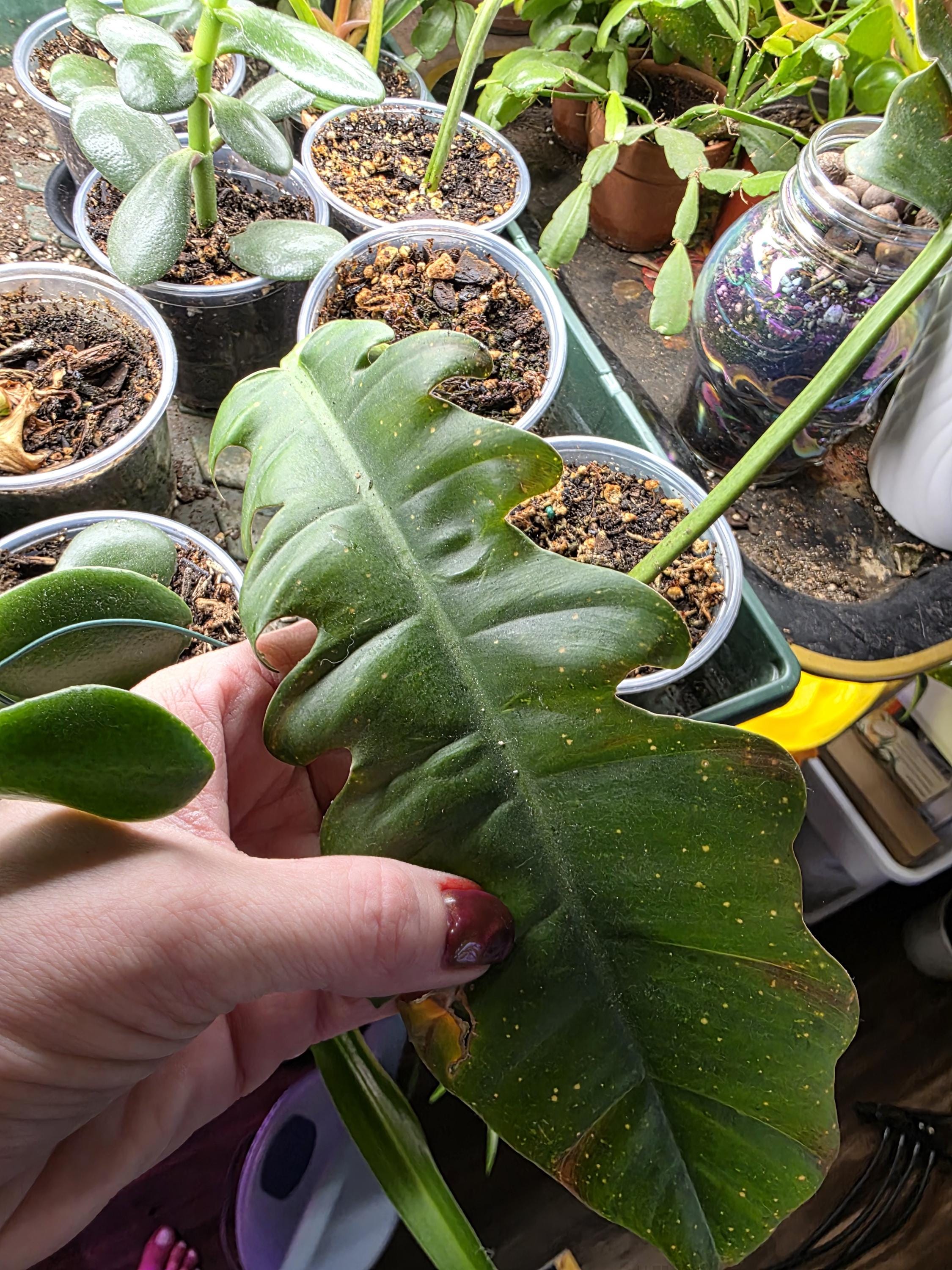 Single leaf rooted prop. Jungle boogie philodendron
