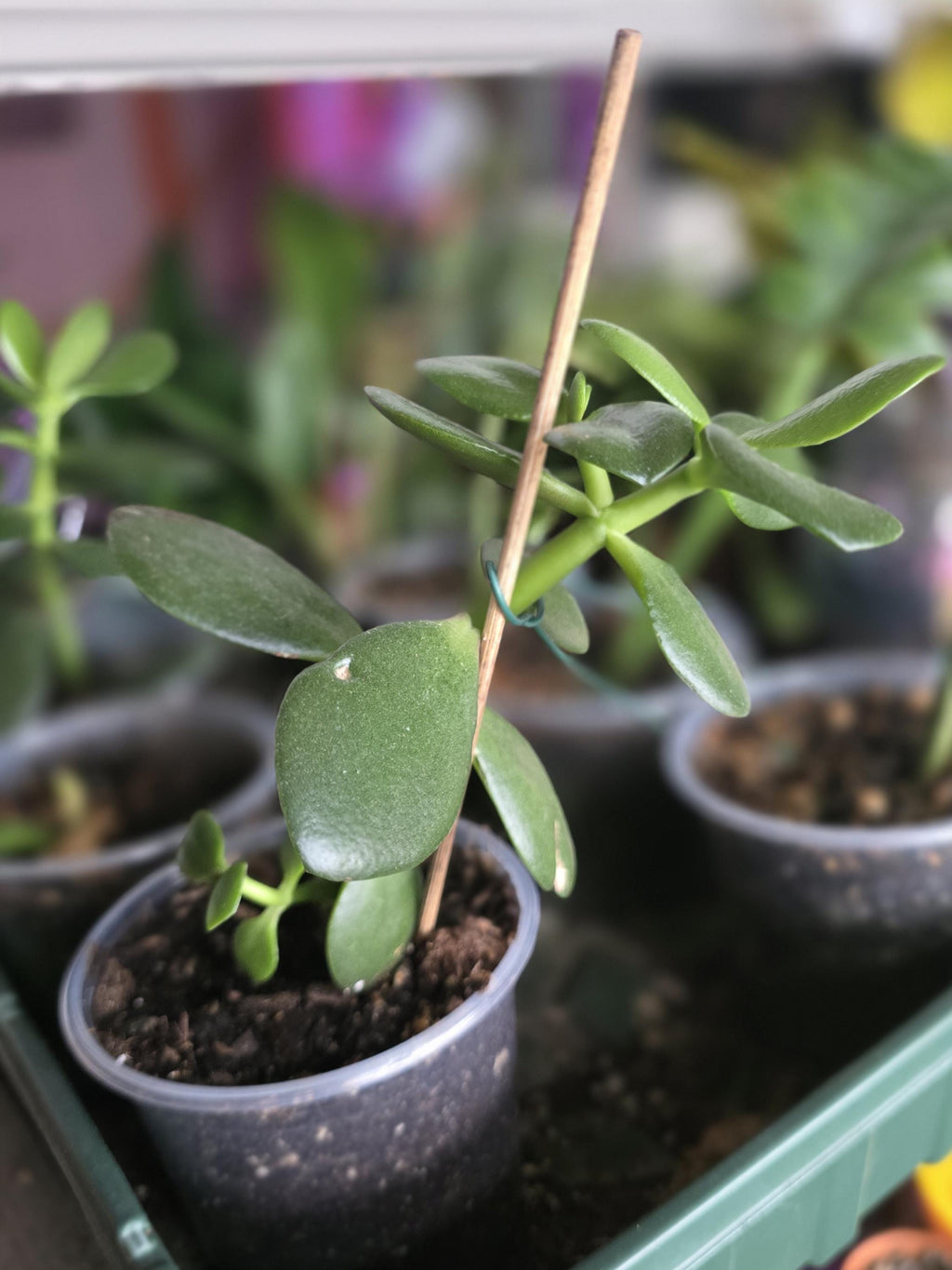 Jade plant