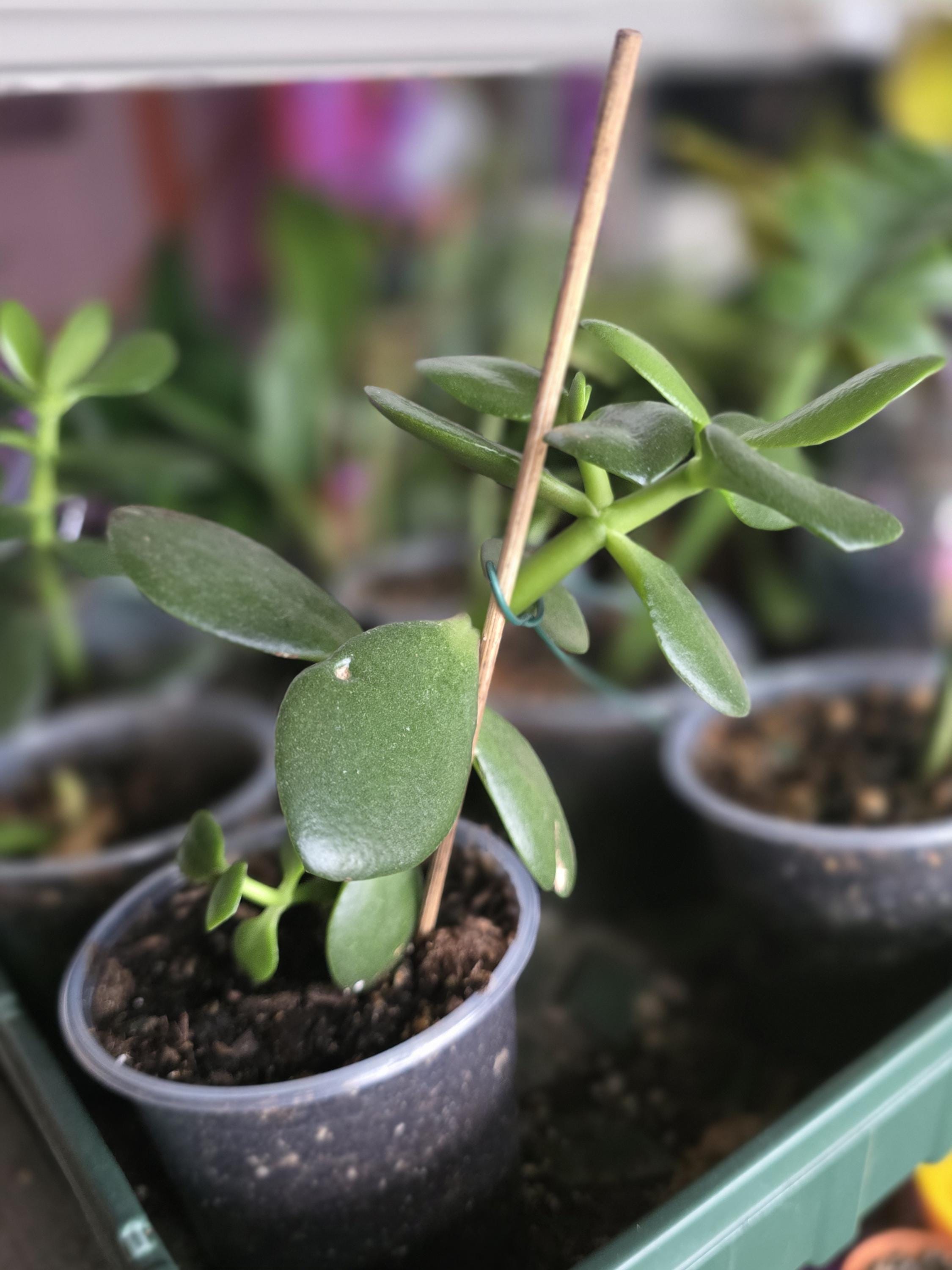 Jade plant