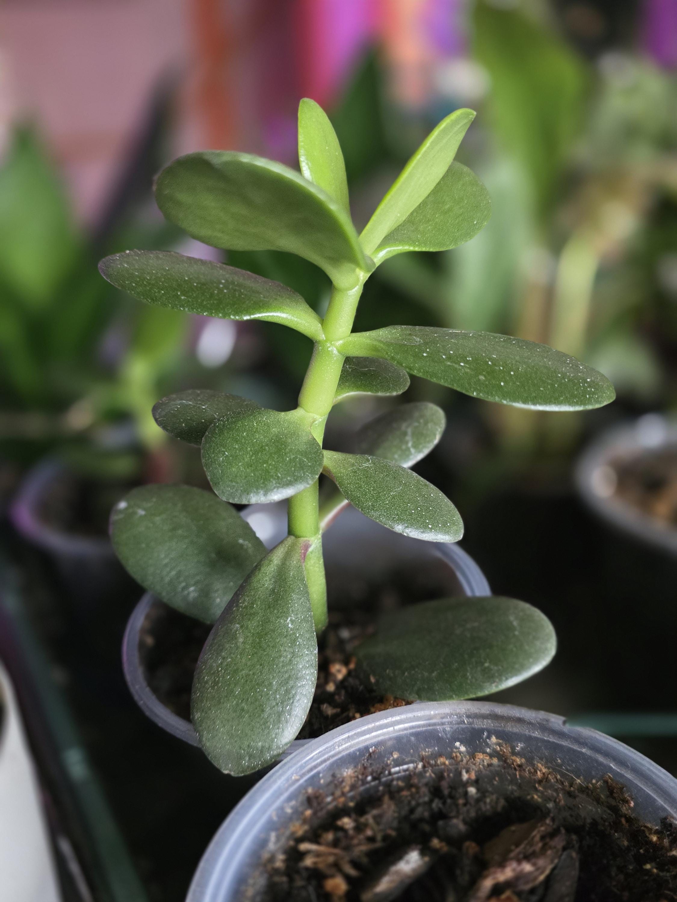Jade plant